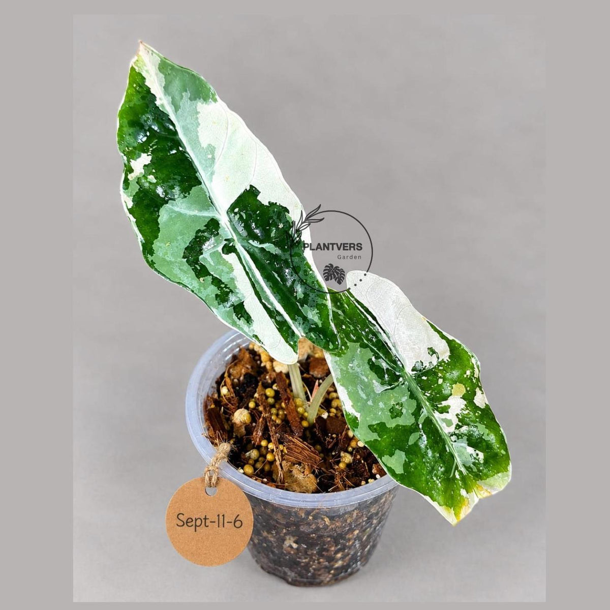 Alocasia Reginula Black Velvet Pink Variegated - (Sep-11-6-ER)