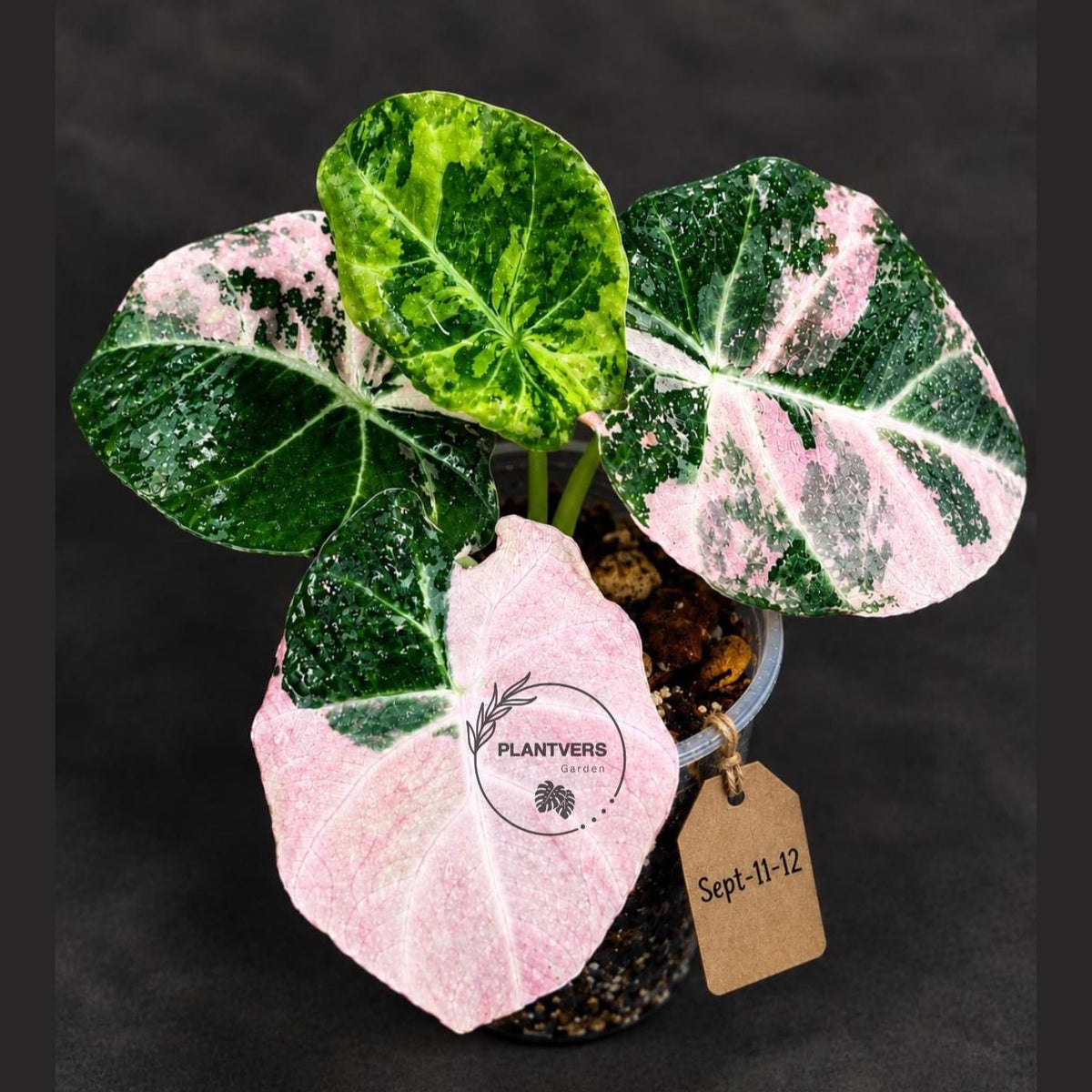 Alocasia Reginula Black Velvet Pink Variegated - (Sep-11-12-ER)