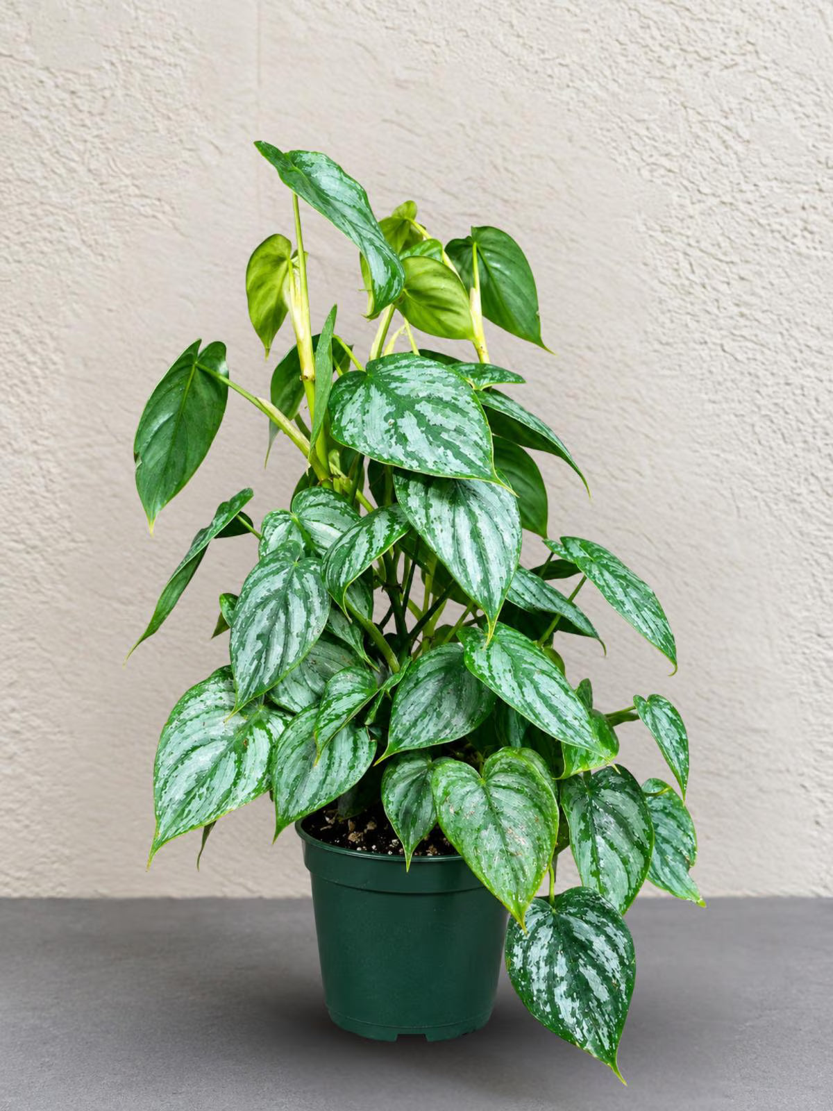 Philodendron Brandtianum Live Plant in 6" Nursery Pot - Silver Leaf Philodendron - Tropical Indoor Houseplant - Rare Aroid