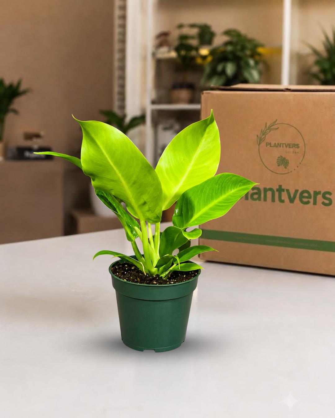 Philodendron Moonlight Live Plant in 4" Nursery Pot - Yellow Green Philodendron - Tropical Indoor Houseplant - Easy Care Plant