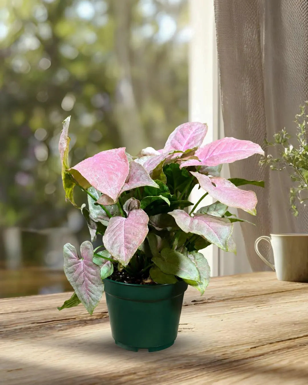 Syngonium Pink Perfection Live Plant in 6" Nursery Pot - Pink Arrowhead Plant - Tropical Indoor Houseplant - Rare Syngonium