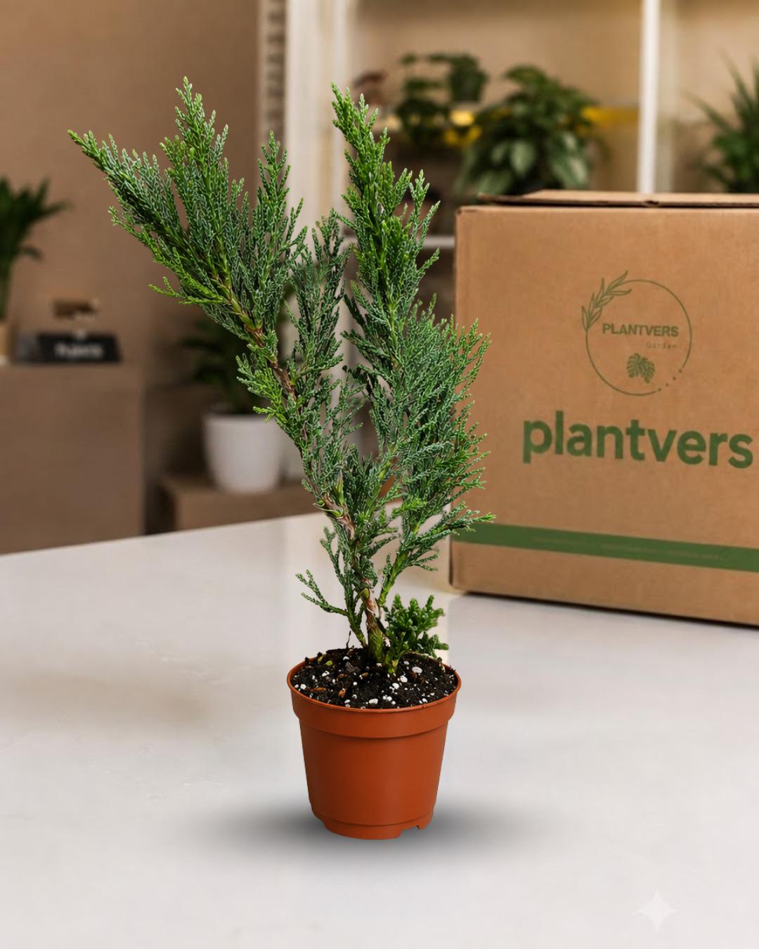 Spartan Juniper Live Plant in 3" Nursery Pot - Juniperus chinensis 'Spartan' - Evergreen Conifer - Outdoor Garden & Bonsai Plant