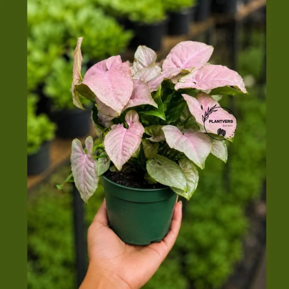 Syngonium Pink Perfection Live Plant in 6" Nursery Pot - Pink Arrowhead Plant - Tropical Indoor Houseplant - Rare Syngonium