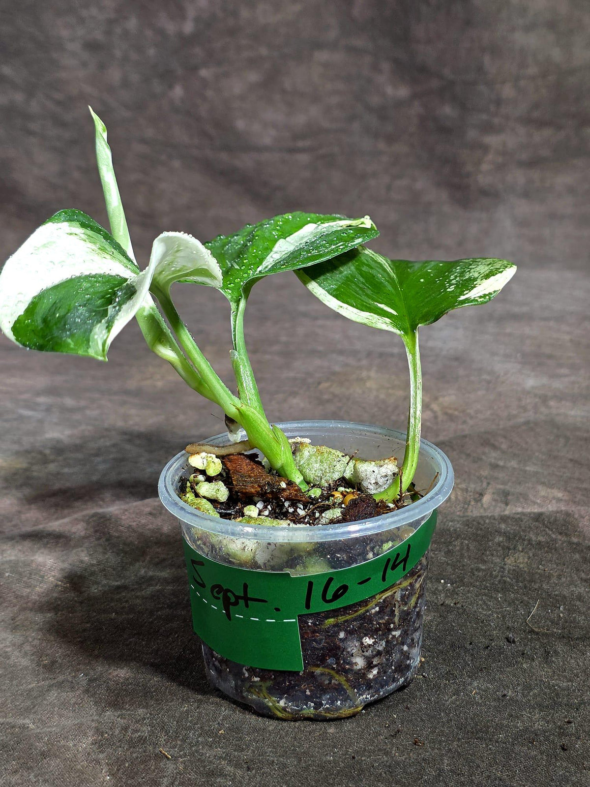 Scindapsus Moonlight Treubii Albo Variegated (Sep-16-14)