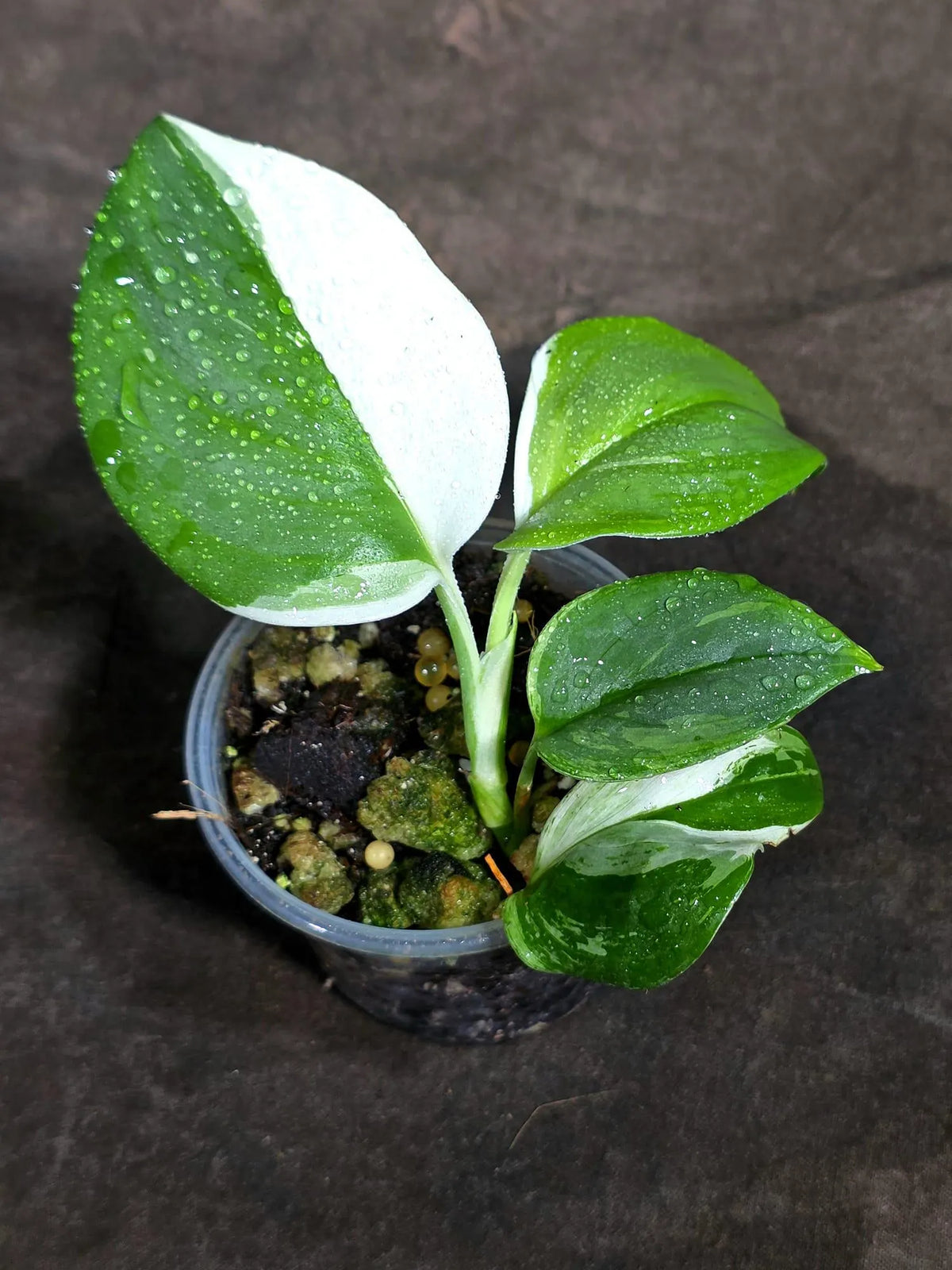 Scindapsus Moonlight Treubii Albo Variegated (Sep-16-20)