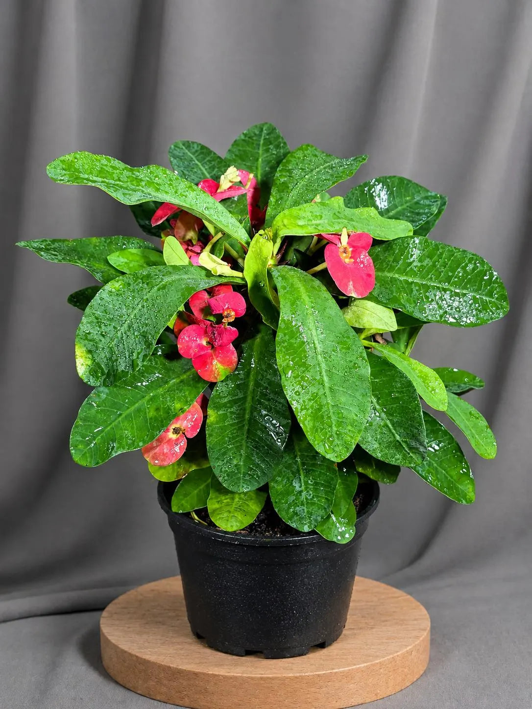 Crown of Thorns Live Plant in 5" Nursery Pot - Euphorbia Milii Succulent - Flowering Indoor-Outdoor Plant - Easy Care Tropical Plant