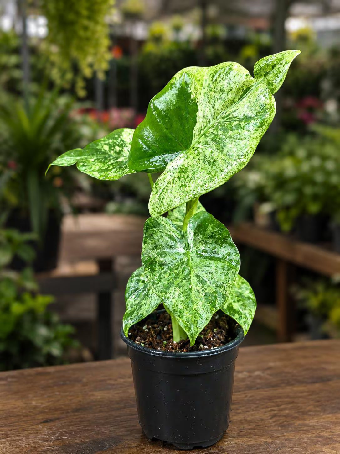 Variegated Alocasia Odora Batik Blizzard Live Plant in 4" Nursery Pot - Rare Alocasia - Variegated Elephant Ear