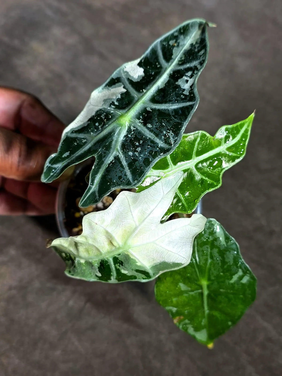 Alocasia Amazonica Albo Variegated Live Plant (Sep-11-1-ER)