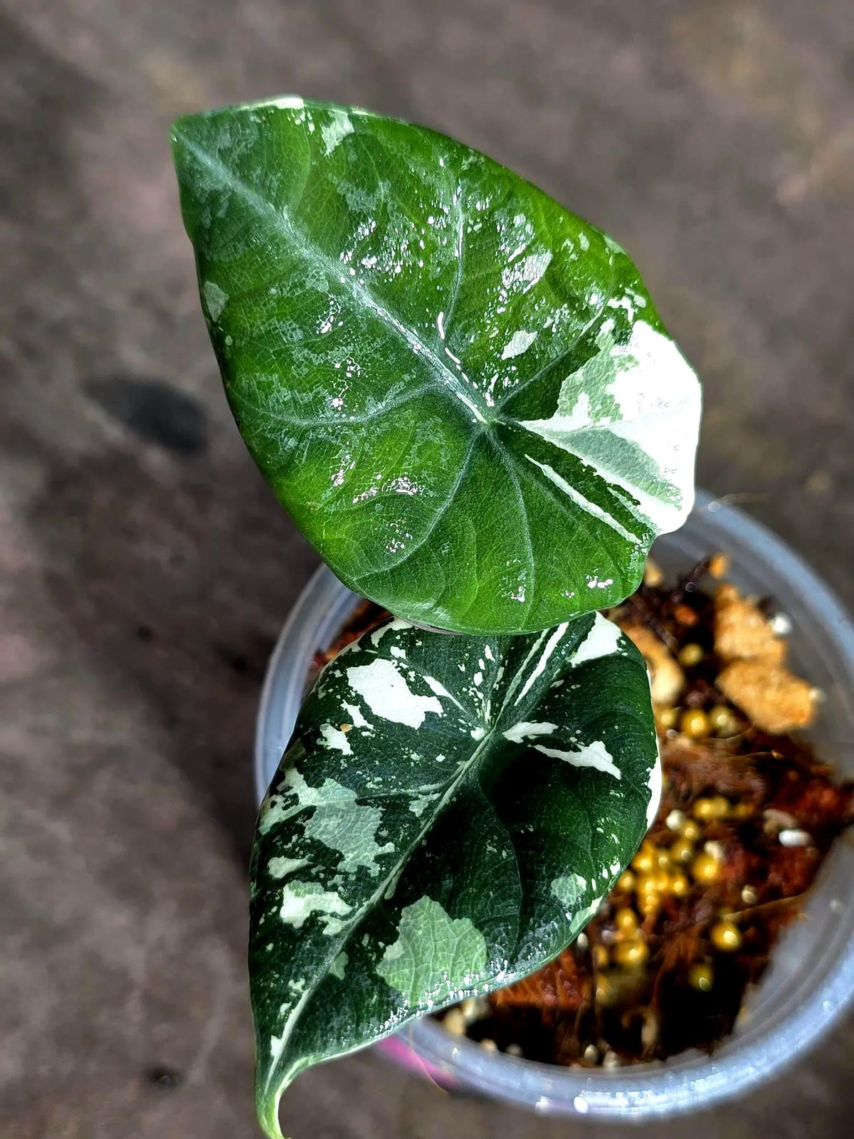 Alocasia Reginula Black Velvet Pink Variegated - (Sep-11-2-ER)