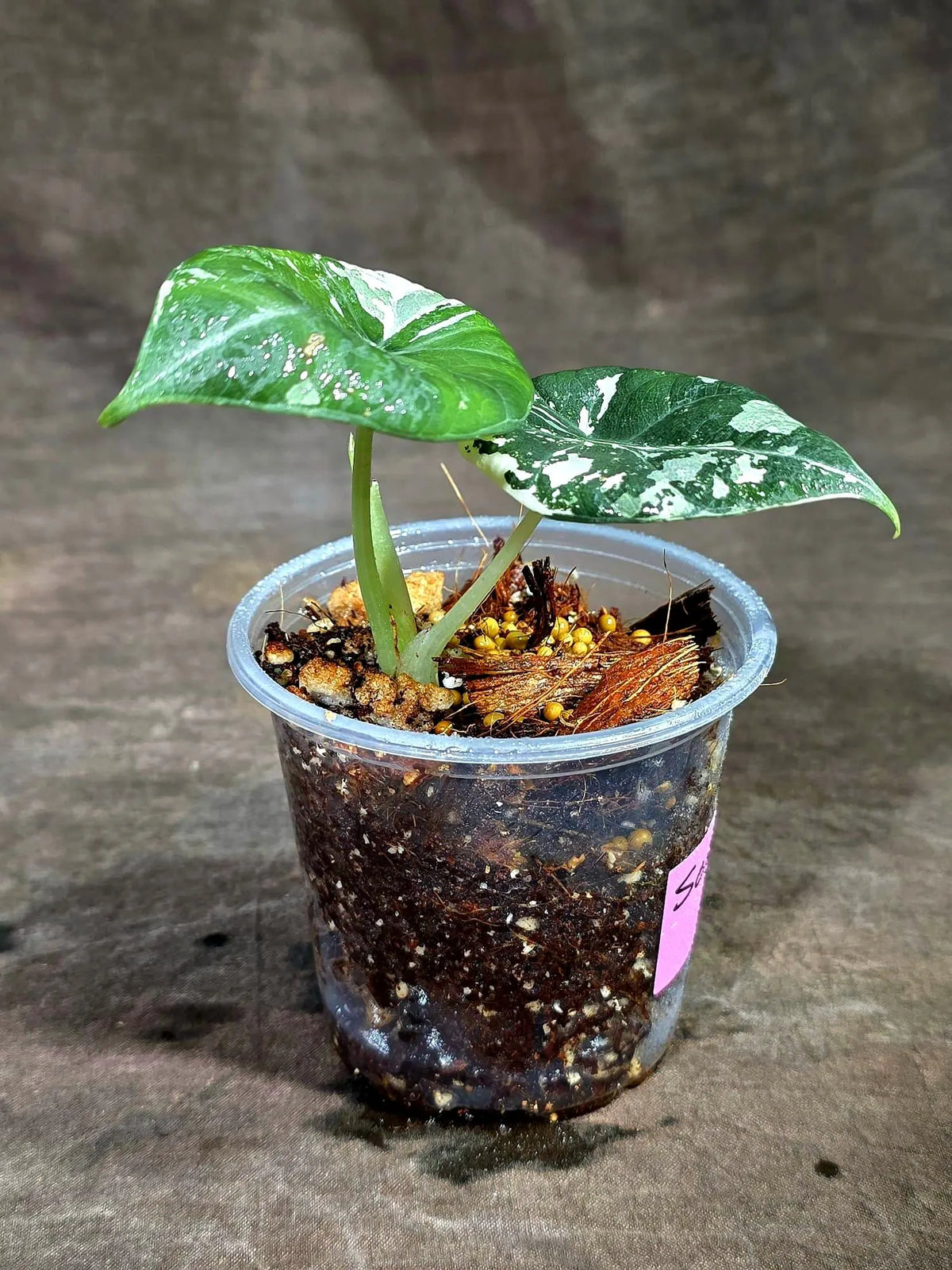 Alocasia Reginula Black Velvet Pink Variegated - (Sep-11-2-ER)