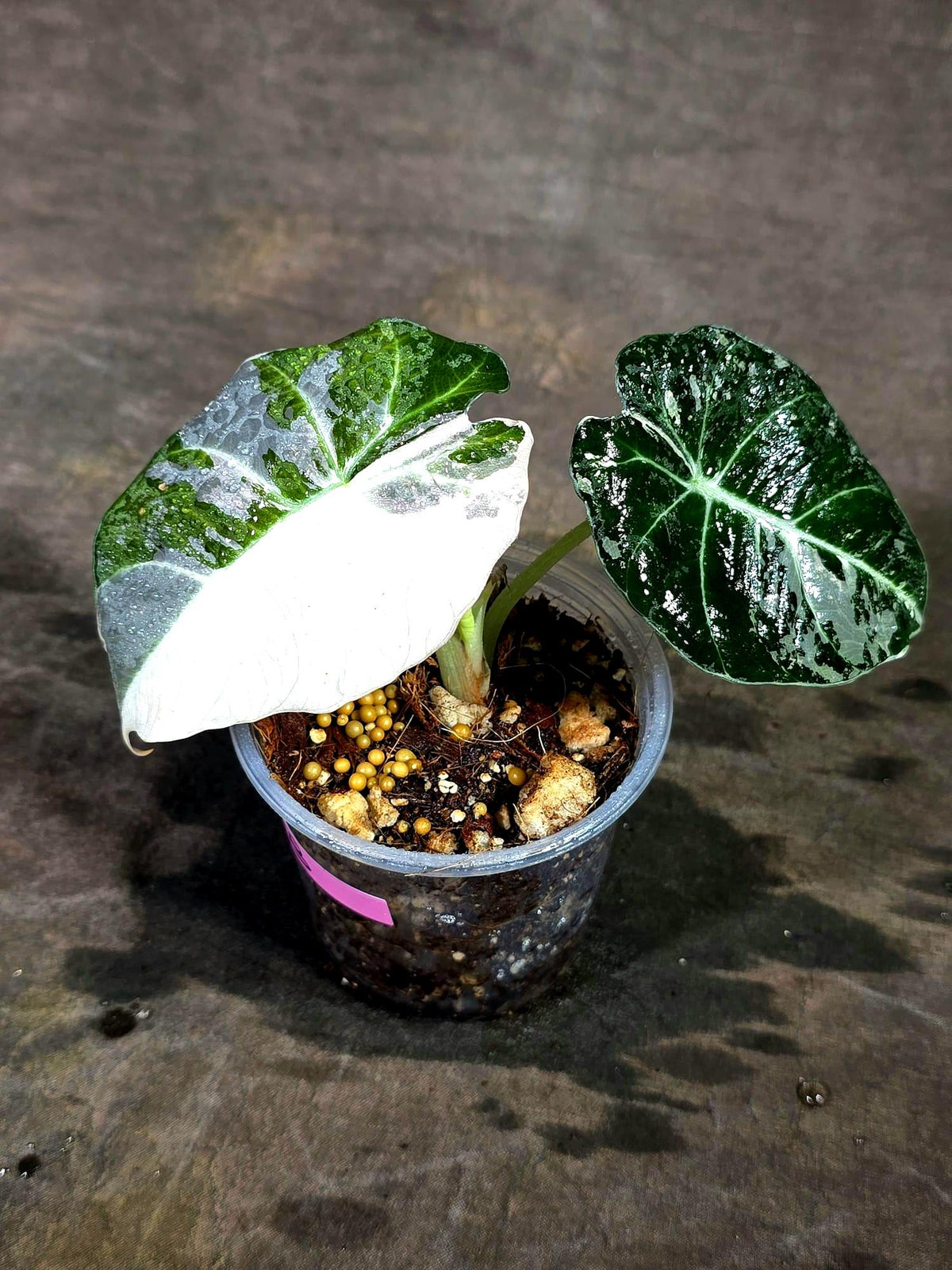 Alocasia Reginula Black Velvet Pink Variegated - (Sep-11-8-ER)