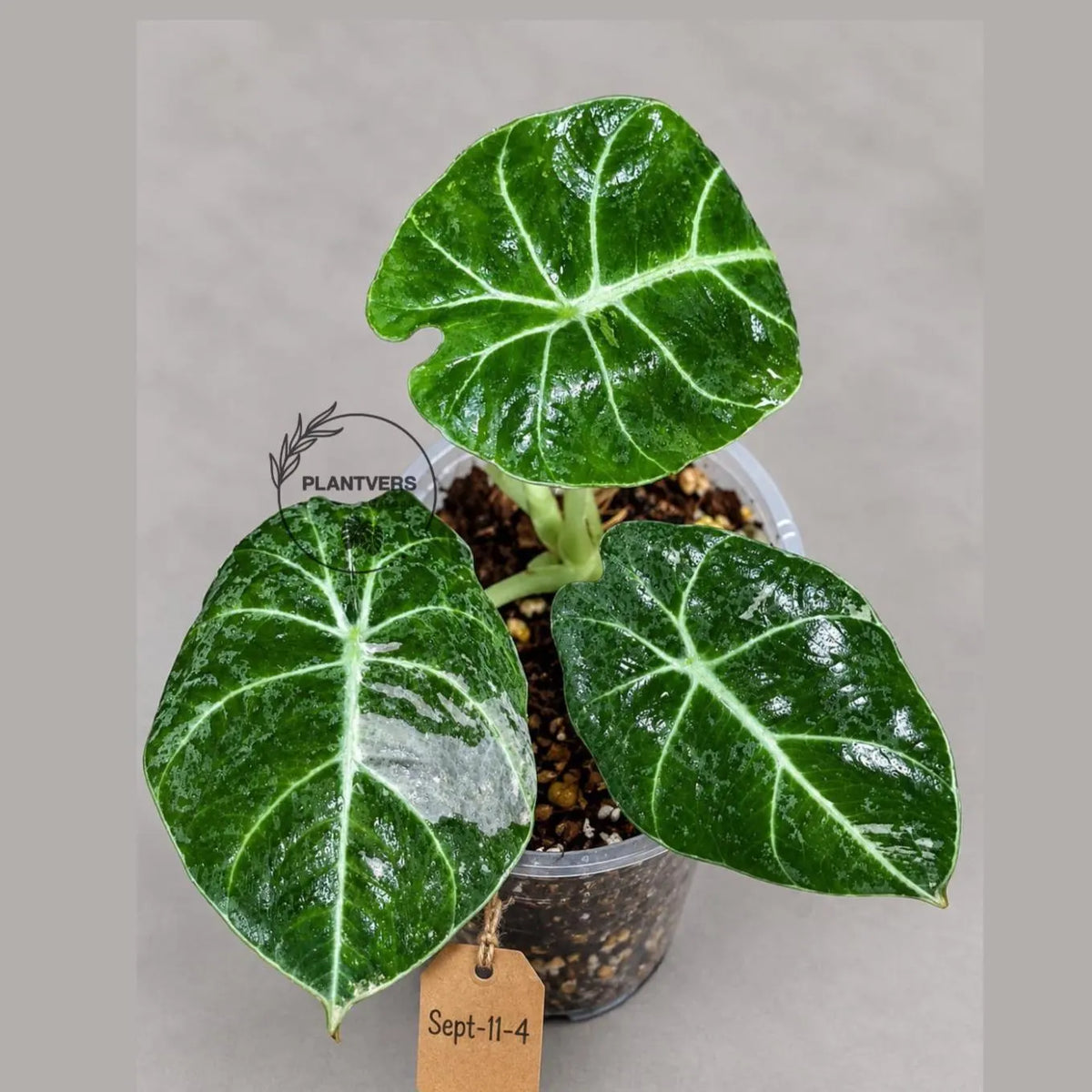 Alocasia Reginula Black Velvet Pink Variegated - (Sep-11-4-ER)