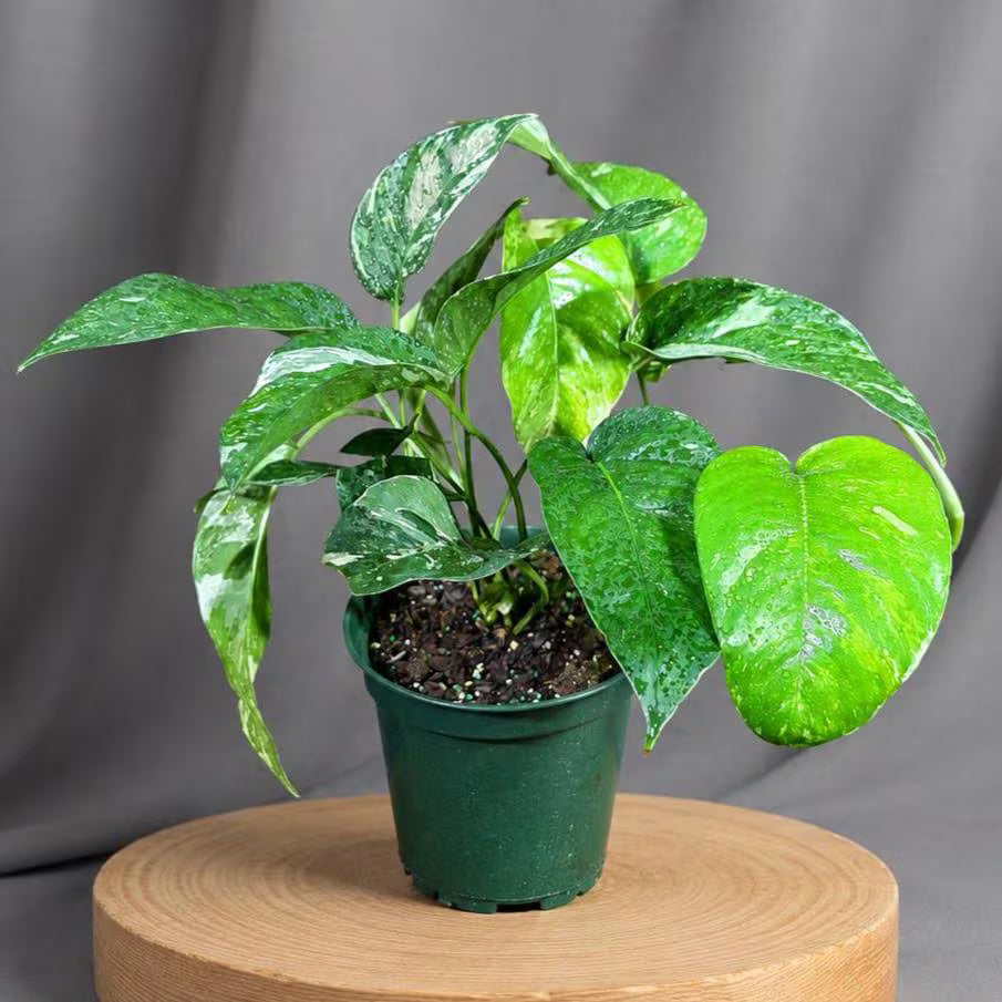 Epipremnum Pinnatum Albo Live Plant in 6" Nursery Pot - Variegated Dragon Tail Plant - Rare Tropical Houseplant