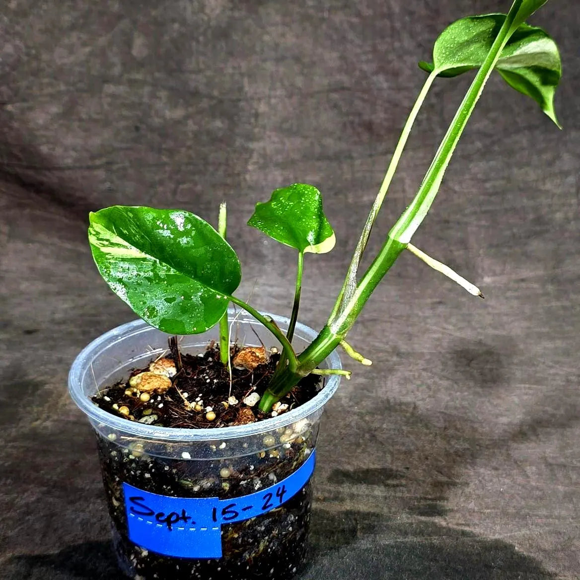 Rhaphidophora Tetrasperma Albo Variegated (Sep-15-24)