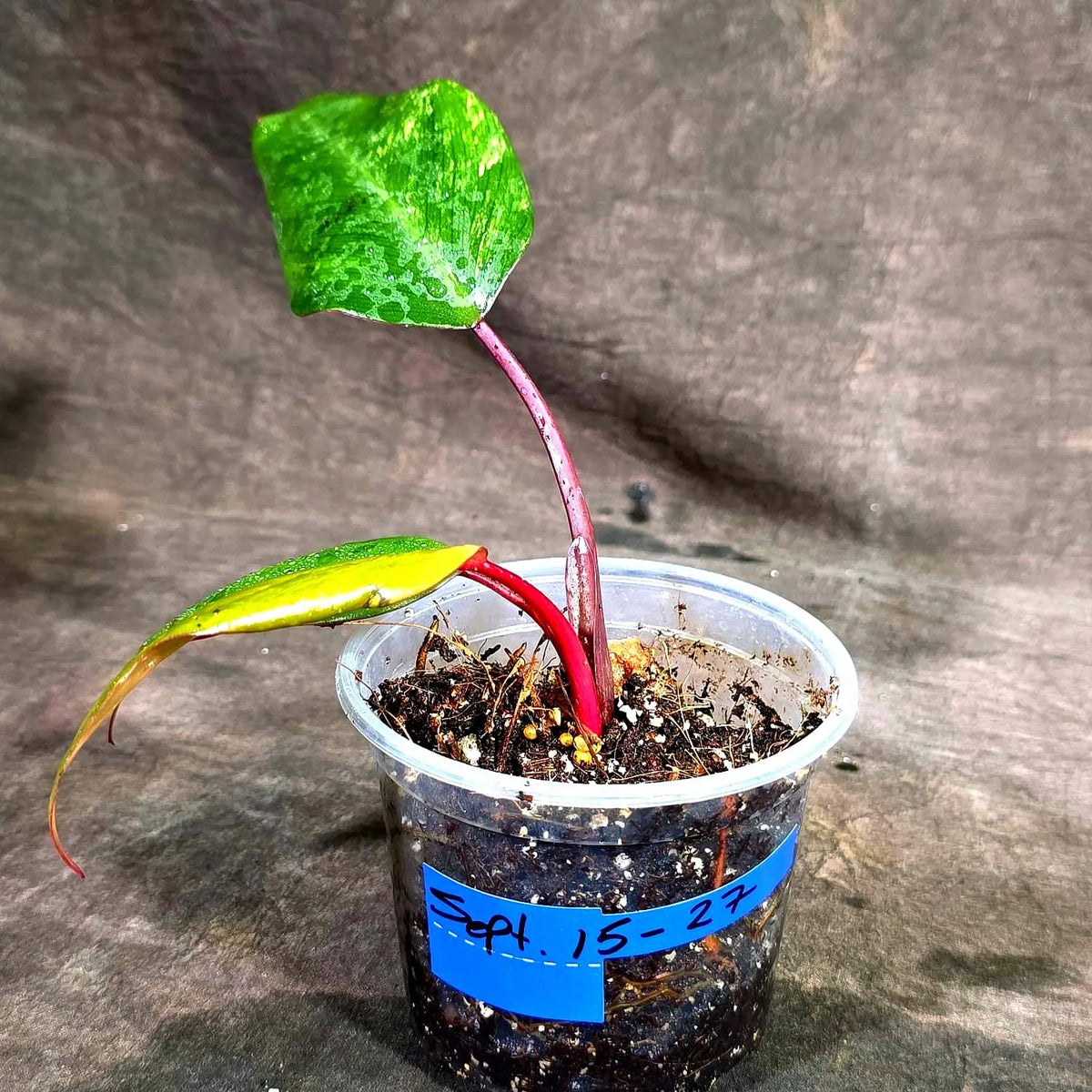 Philodendron Strawberry Shake Variegated (Sep-15-27)