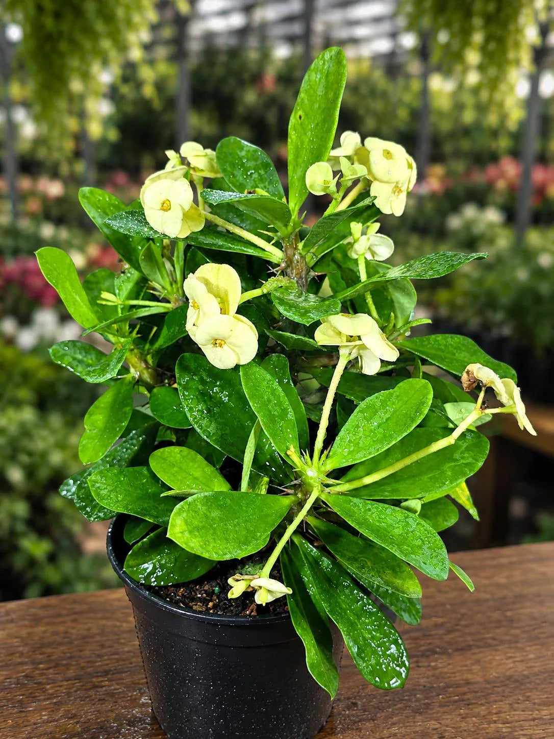 Yellow Crown of Thorns Live Plant in 5" Nursery Pot - Euphorbia Milii - Yellow Flowering Succulent - Easy Care Plant