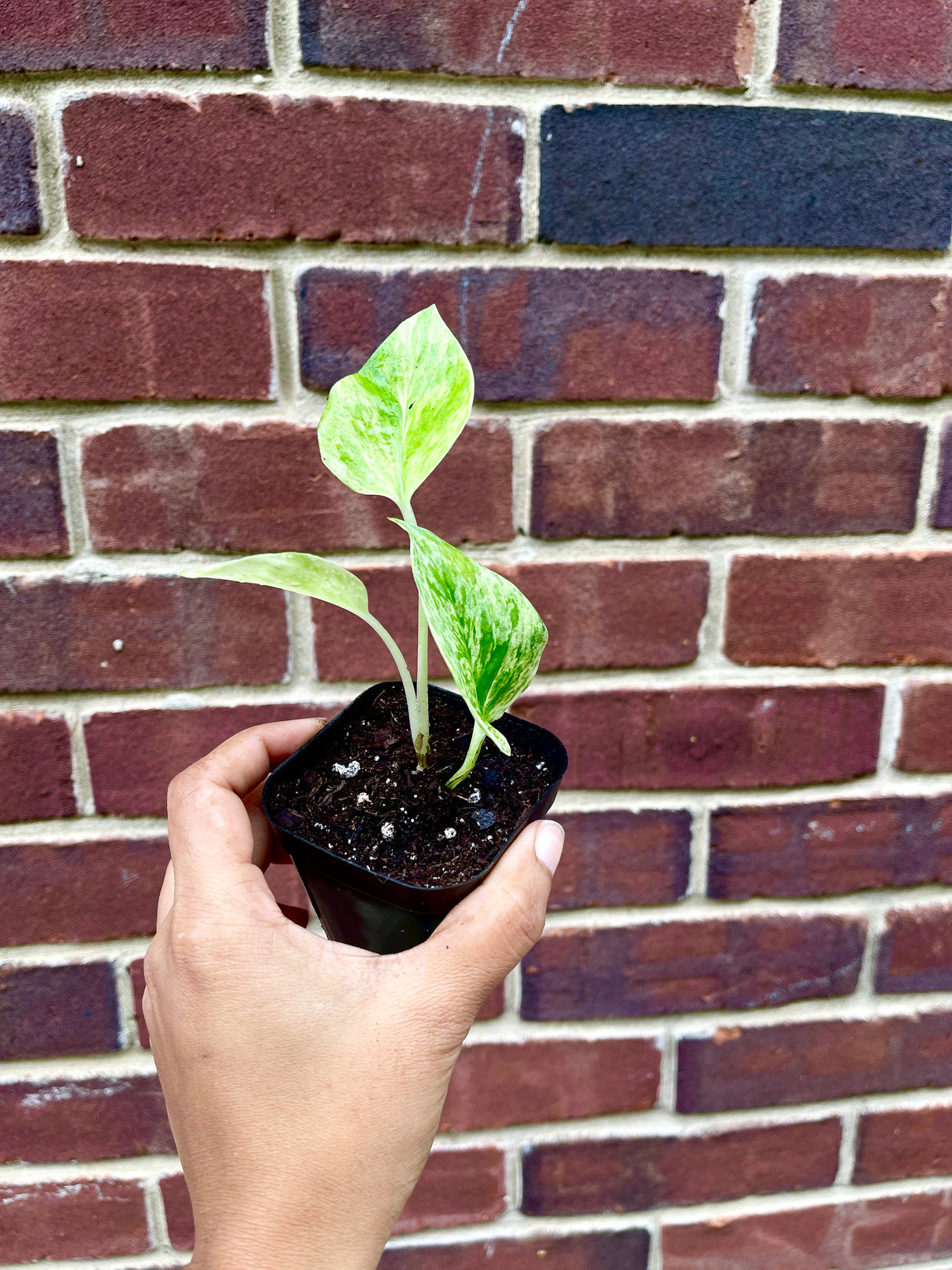 RARE Marble Pothos Cuttings - Gorgeous Variegated Indoor easy care house plant, Marble Pothos, White and Green variegation propagation plant