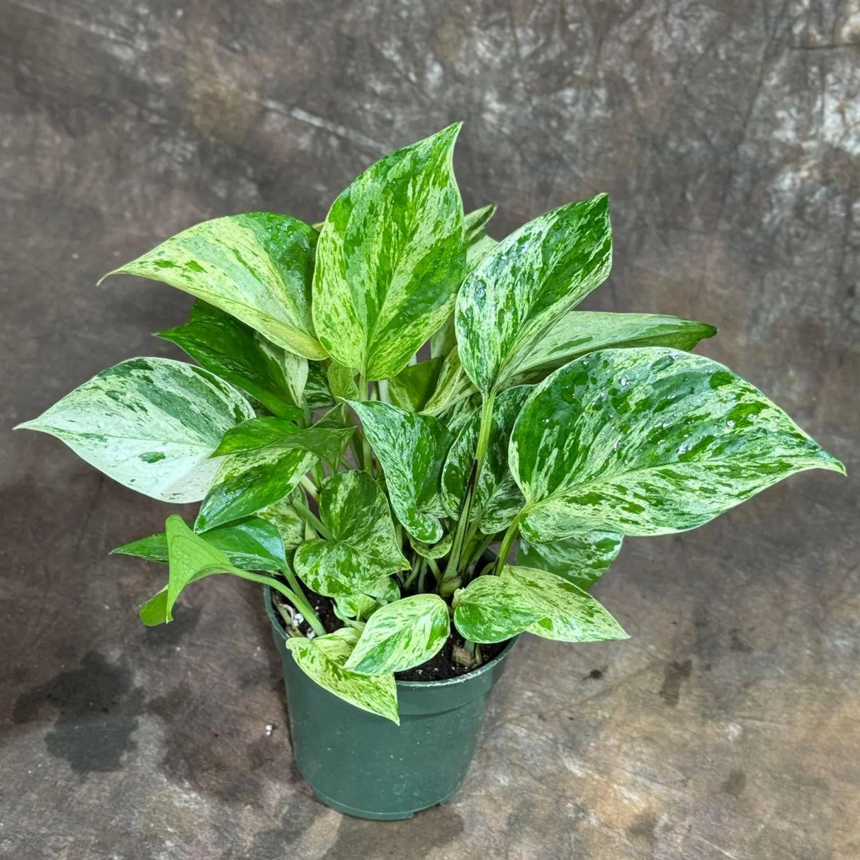 RARE Marble Pothos Cuttings - Gorgeous Variegated Indoor easy care house plant, Marble Pothos, White and Green variegation propagation plant