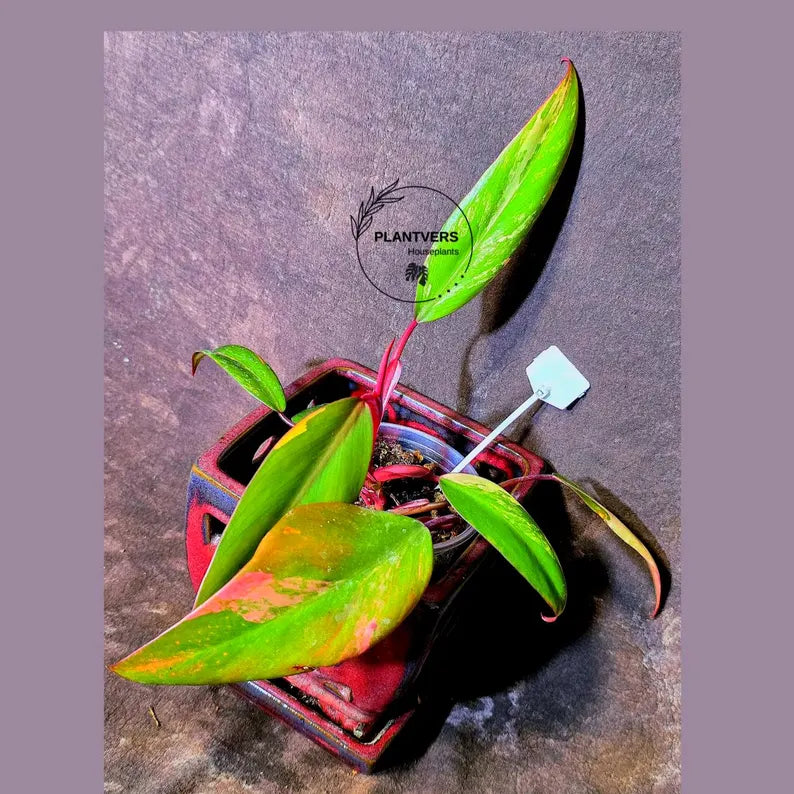 Variegated Philodendron Strawberry Shake - EXACT Plant - (6-5-38)