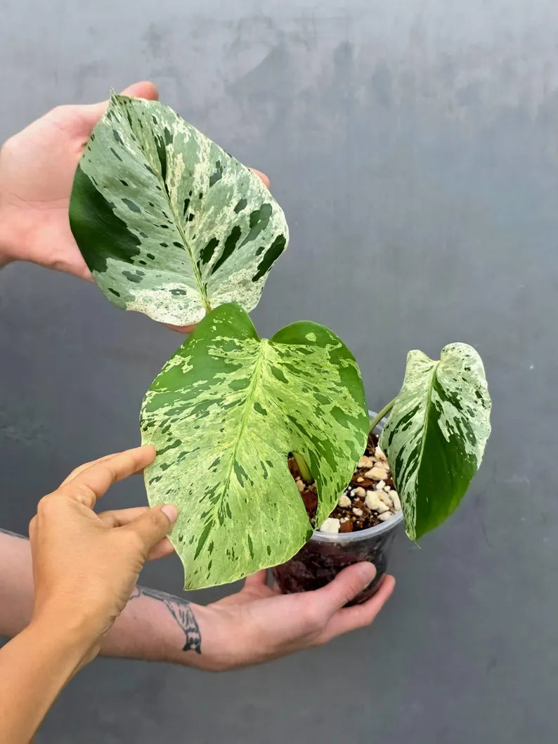 Rare Monstera Bulbasaur Variegated Plant - Exact Plant (June-17-23)
