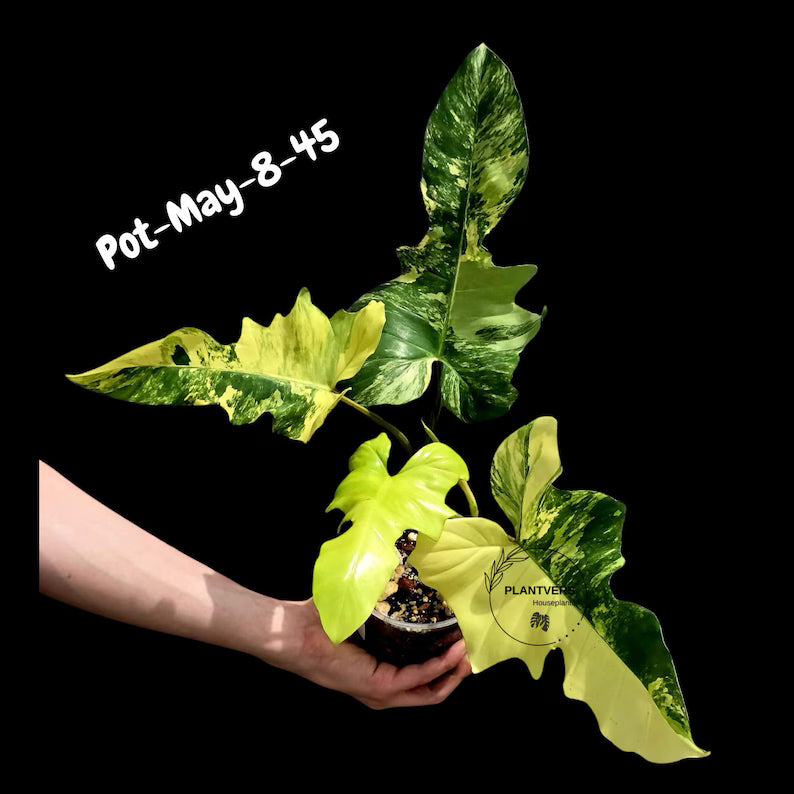 Variegated Philodendron Florida Beauty x Mayoi - Rare Hybrid Aroid