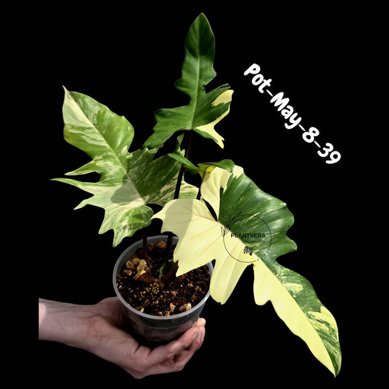 Variegated Philodendron Florida Beauty x Mayoi - Rare Hybrid Aroid