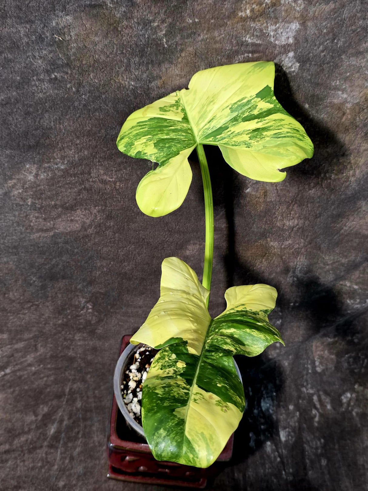 Reverted Philodendron Bipennifolium in a Nursery Pot - Collector's Aroid - (June-5-78)