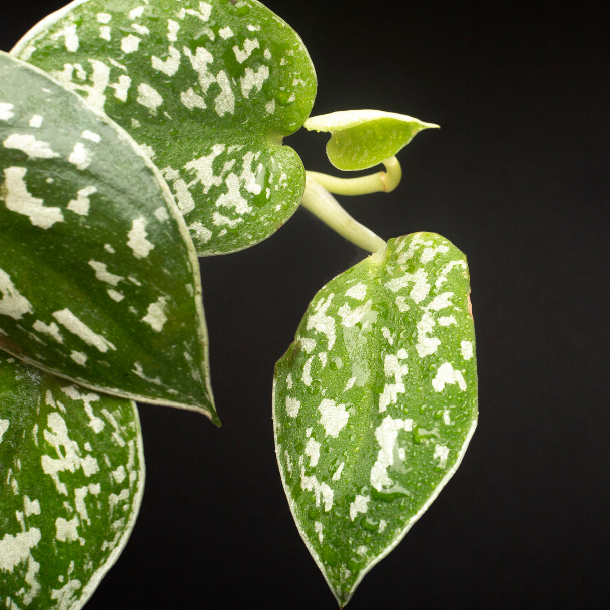 Silver Pothos Cuttings - RARE Silver Satin or Silvery Anne