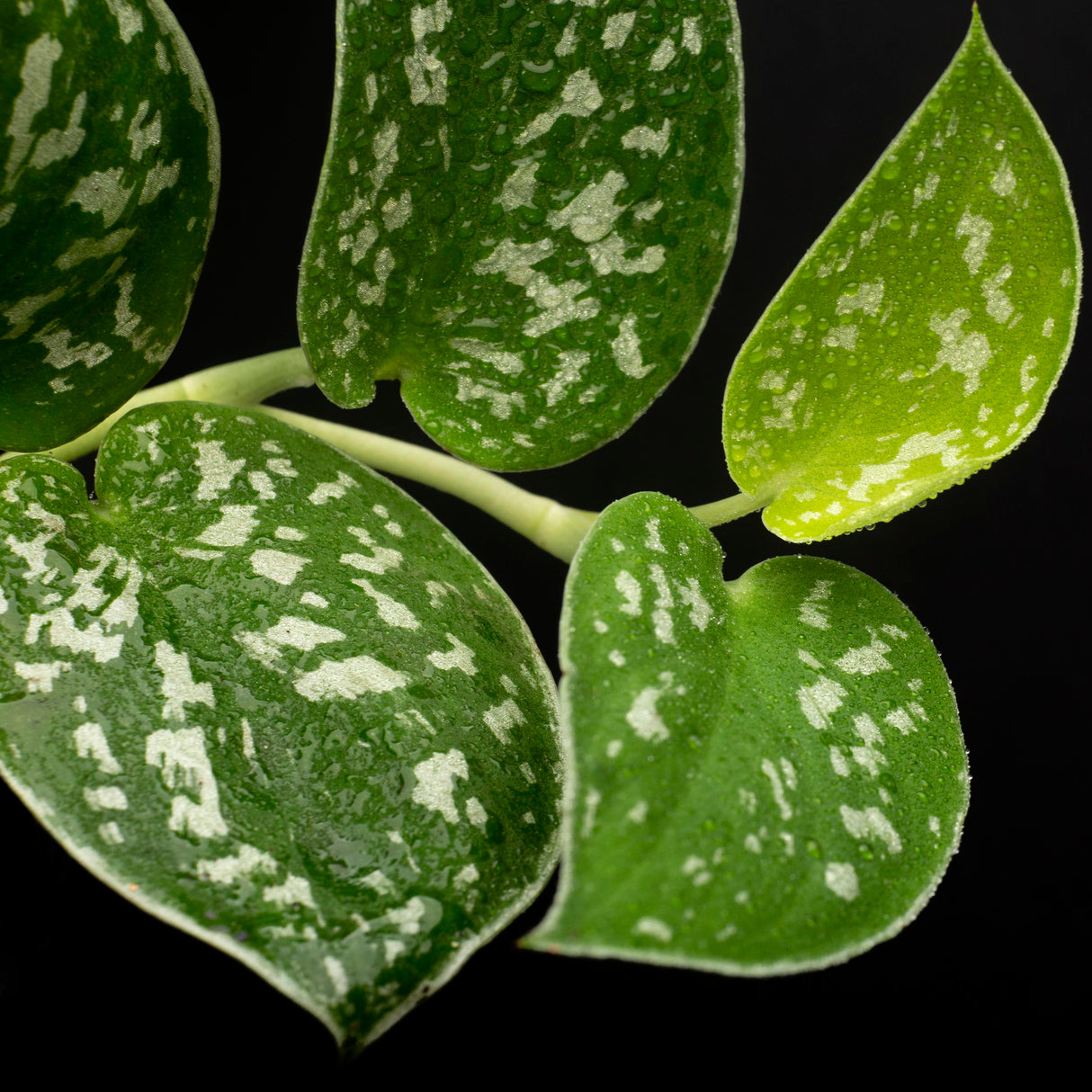 Silver Pothos Cuttings - RARE Silver Satin or Silvery Anne