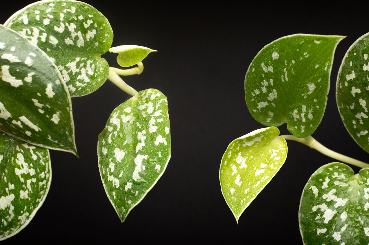 Silver Pothos Cuttings - RARE Silver Satin or Silvery Anne