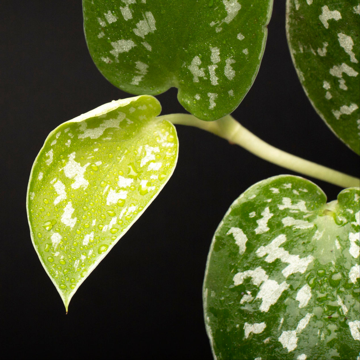 Silver Pothos Cuttings - RARE Silver Satin or Silvery Anne