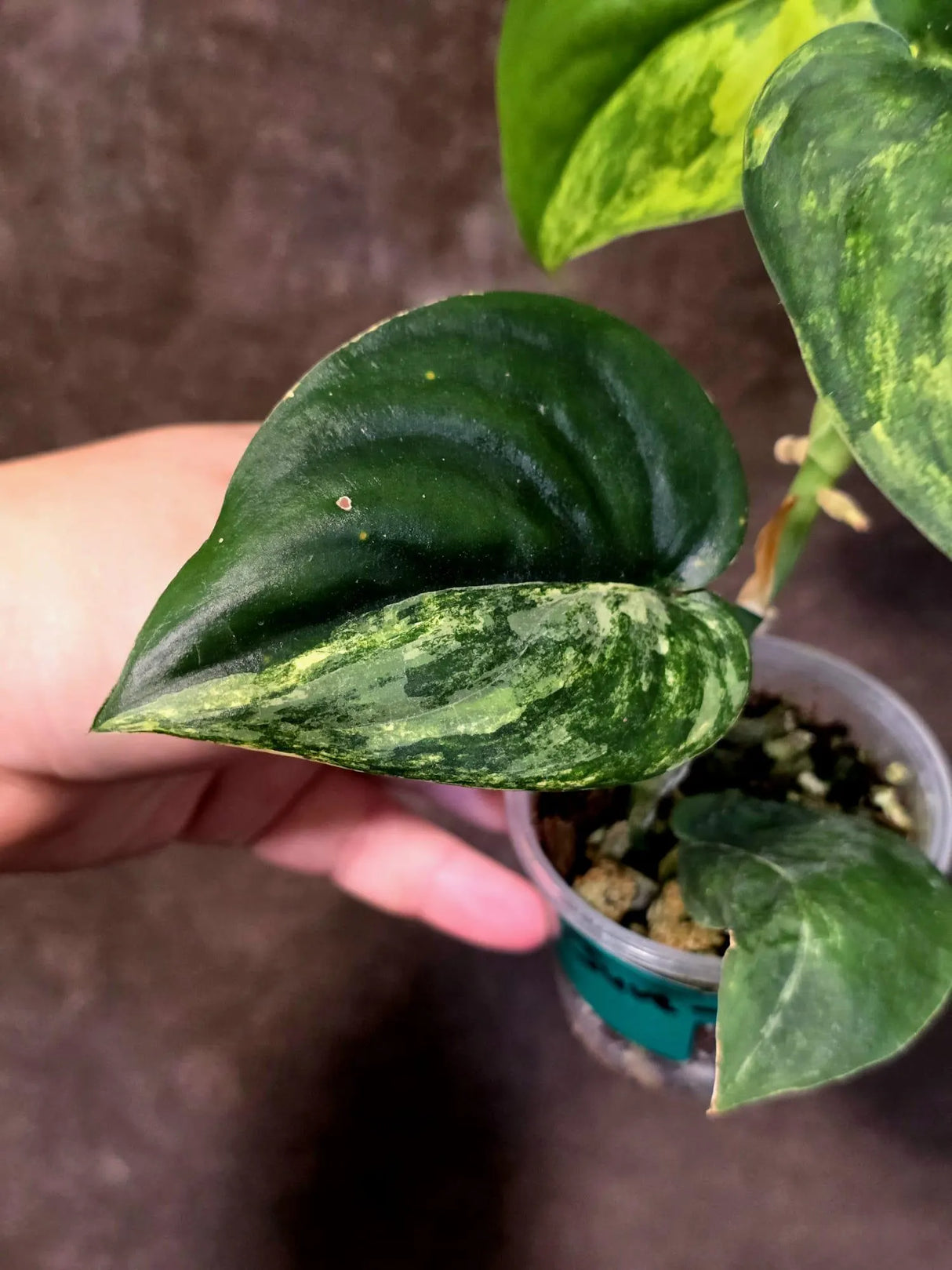 Scindapsus Jade Satin Variegated - Yellow Variegation - (June-21-63)