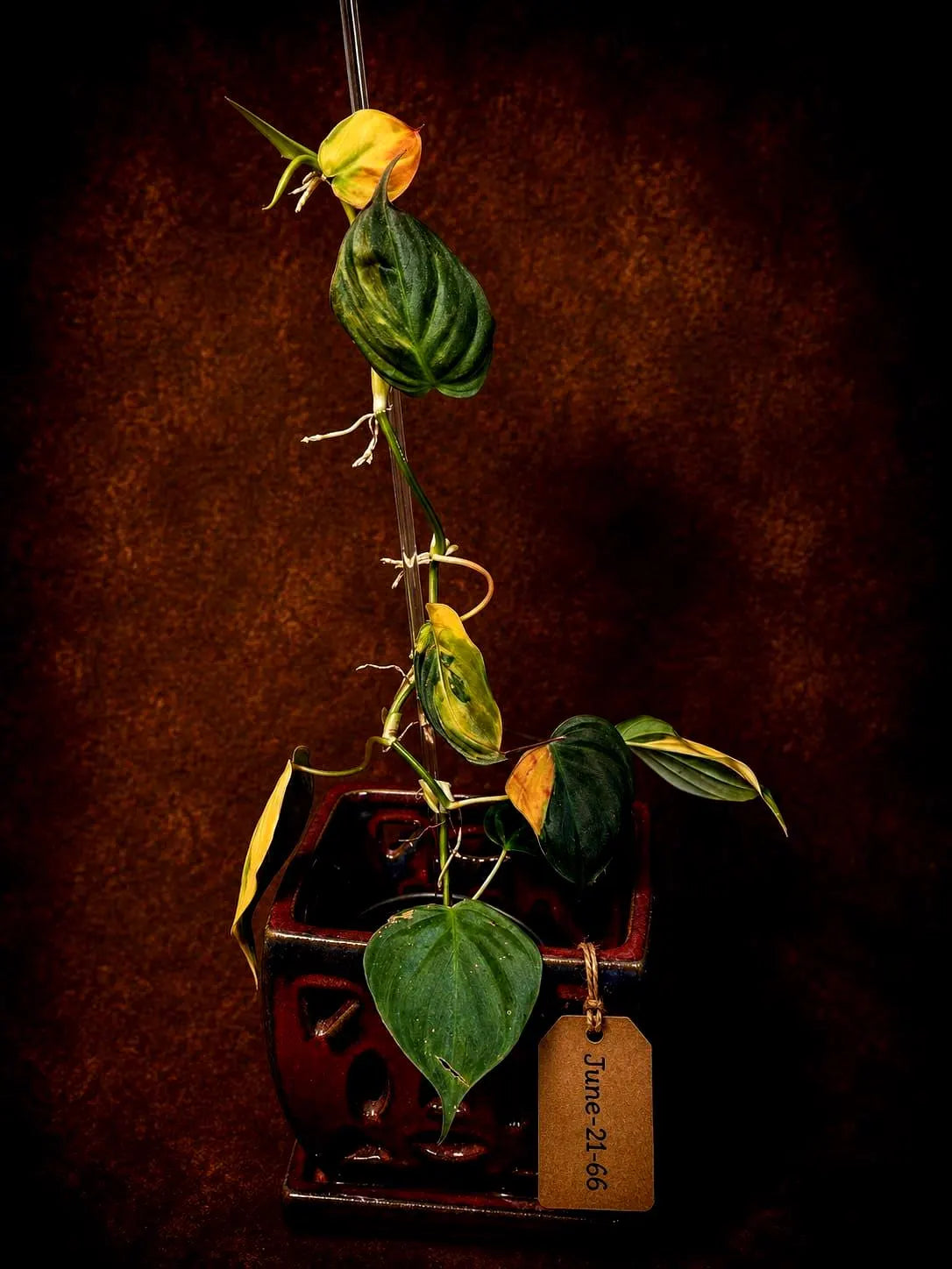 Variegated Philodendron Mican Aurea - Rare Collector Plant - (June-21-66)