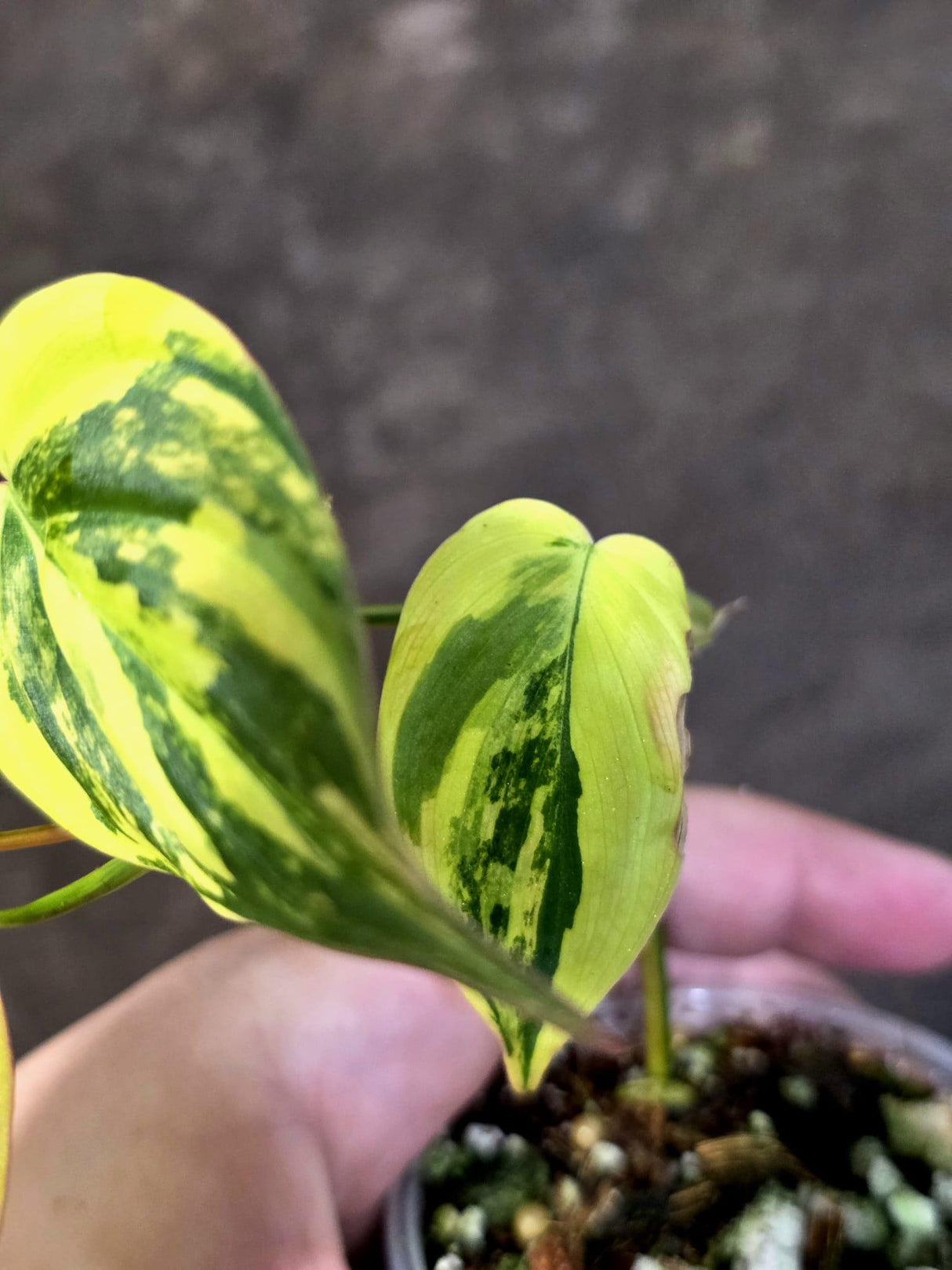 Variegated Philodendron Mican Aurea - Rare Collector Plant - (June-25-16)