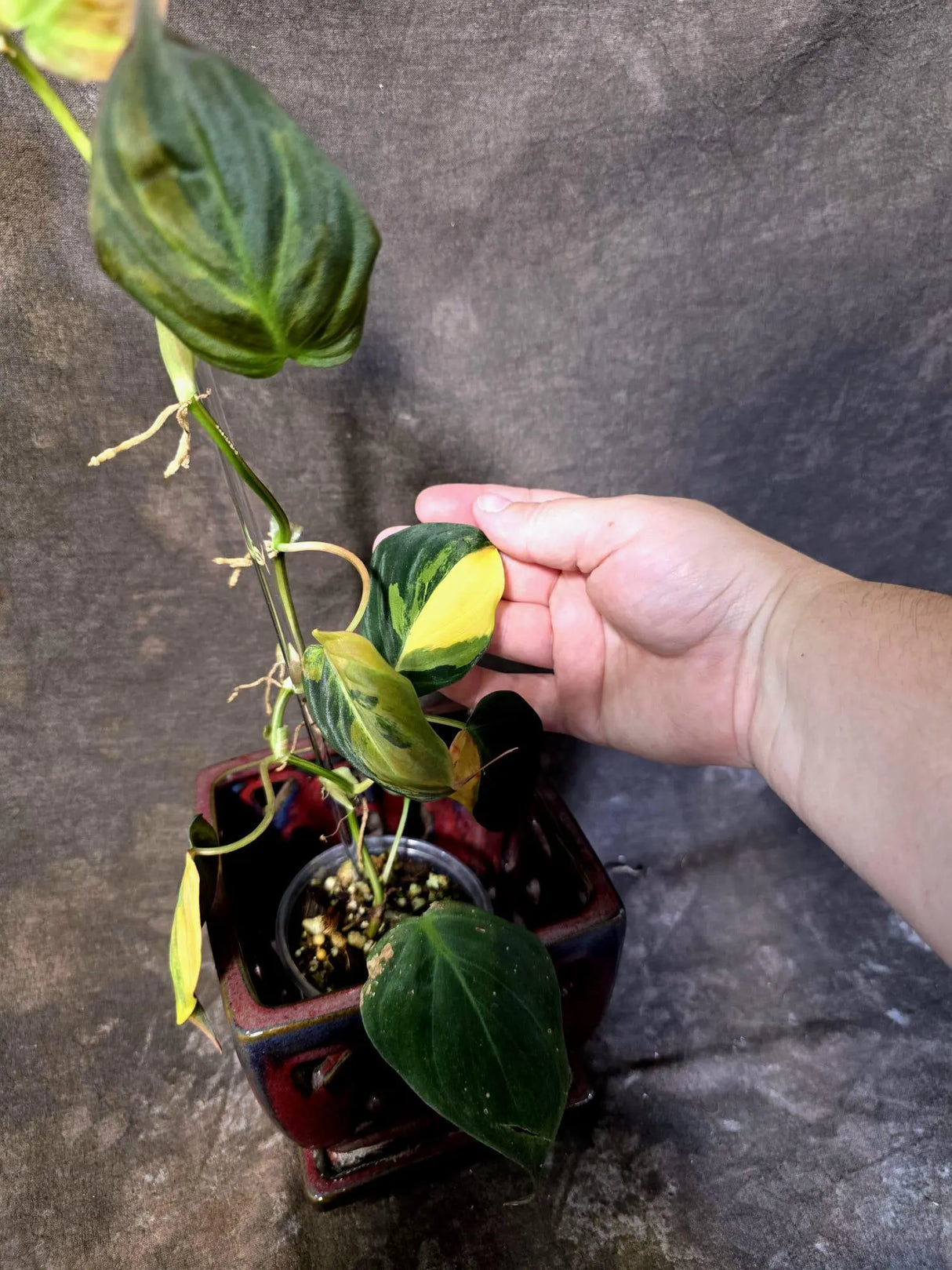Variegated Philodendron Mican Aurea - Rare Collector Plant - (June-21-66)