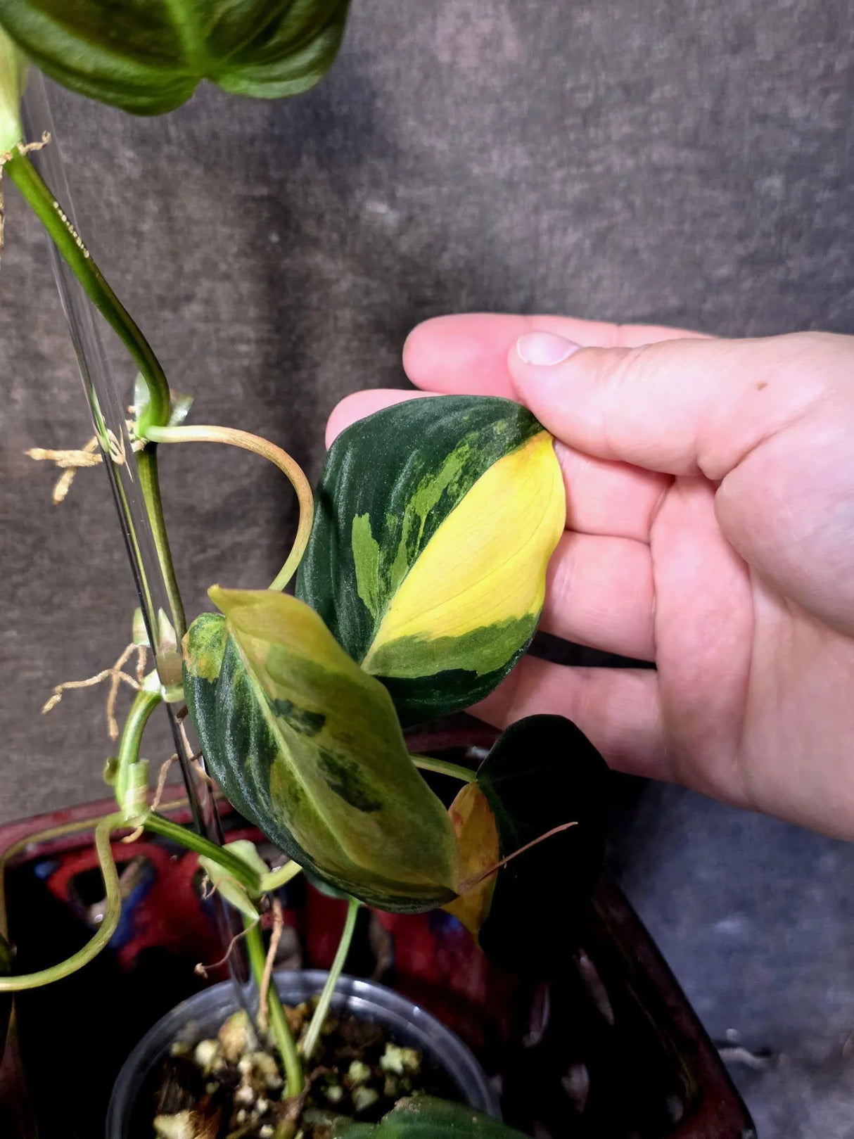 Variegated Philodendron Mican Aurea - Rare Collector Plant - (June-21-66)