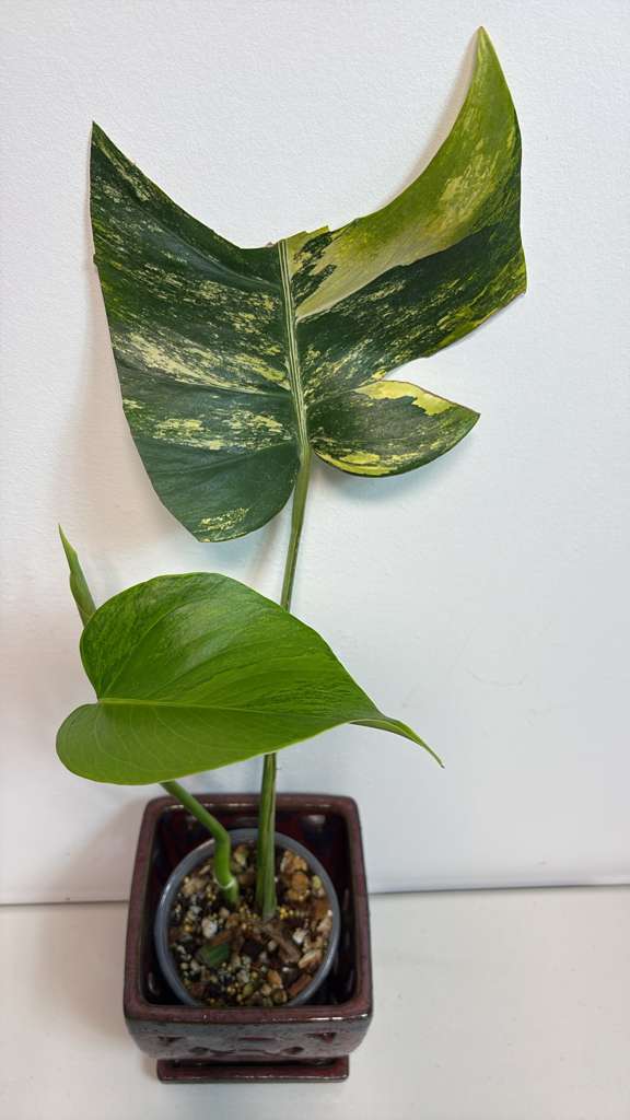 Aurea Variegated Borsigiana