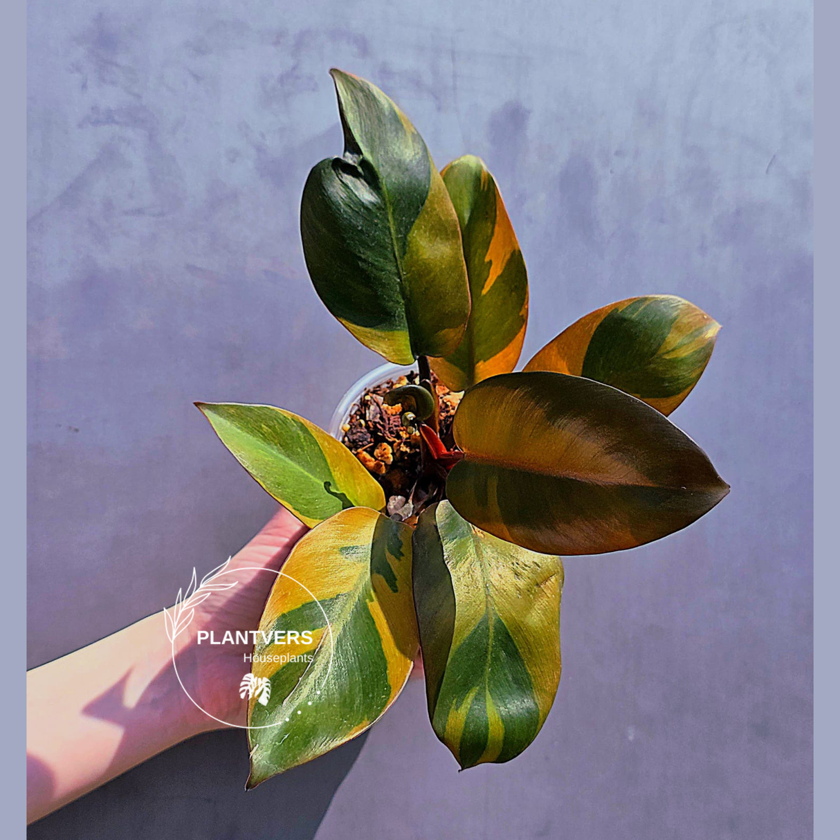 Philodendron Black Cardinal