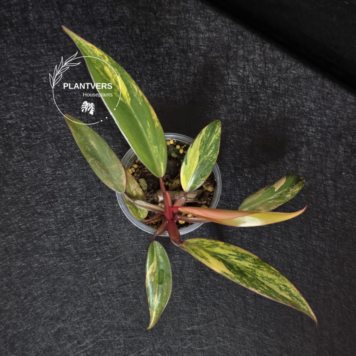 Variegated Philodendron Strawberry Shake - Rare Collector Plant - Exact Plant - US Seller