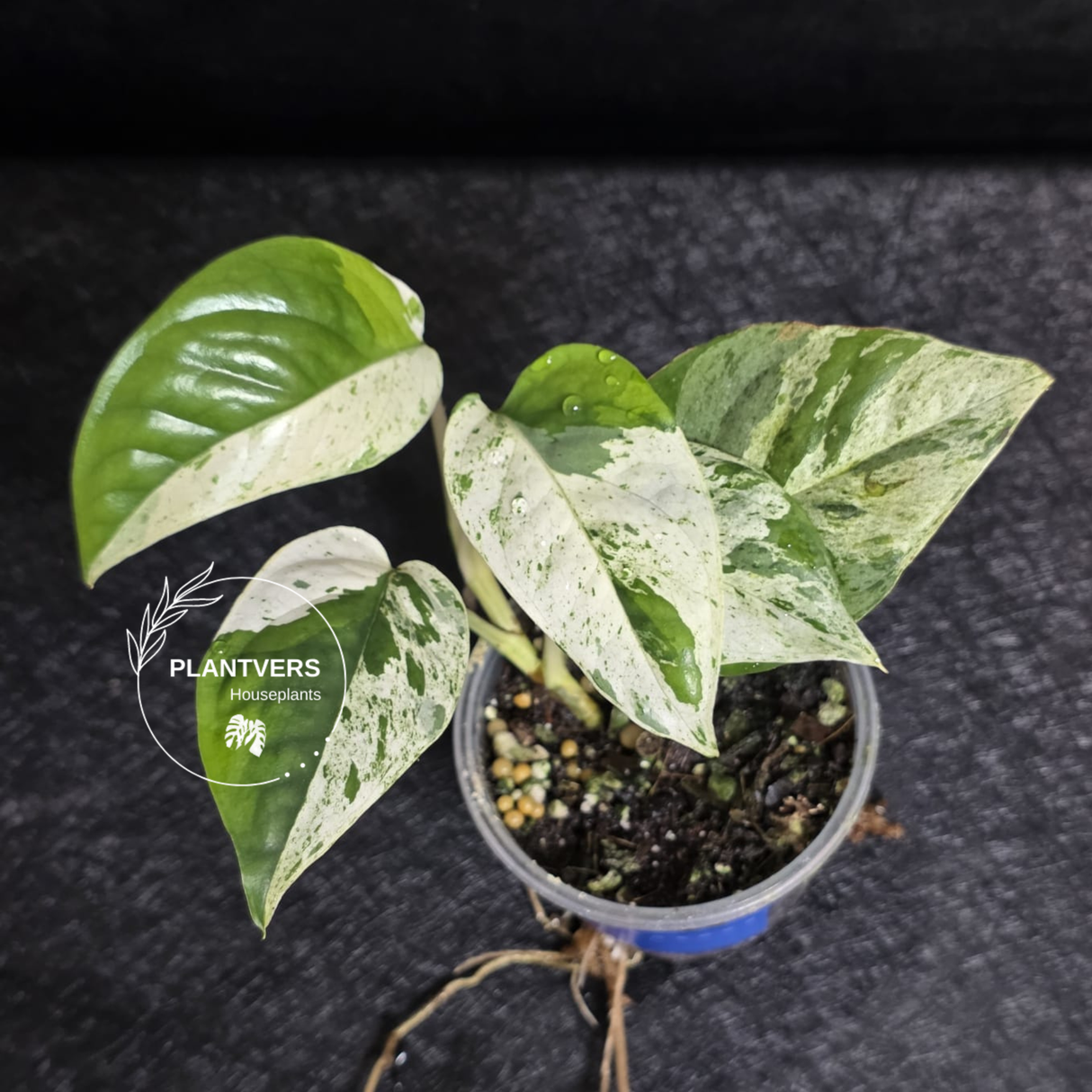 RARE Variegated Epipremnum Pinnatum Albo - Exact SAME Plant - US Seller