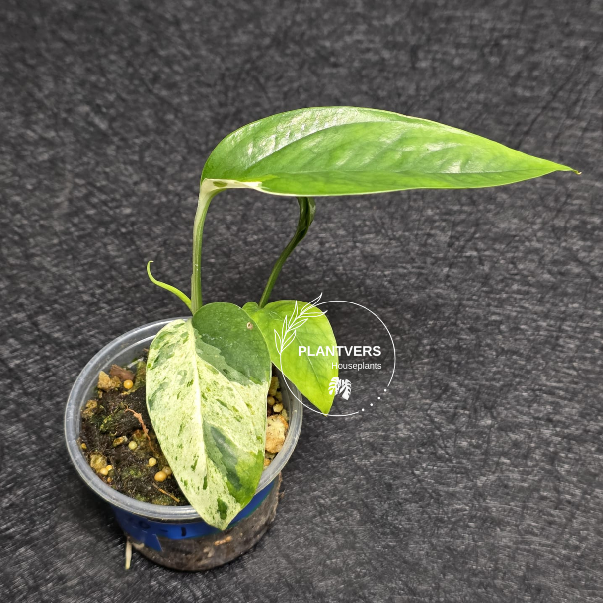 RARE Variegated Epipremnum Pinnatum Albo - Exact SAME Plant - US Seller