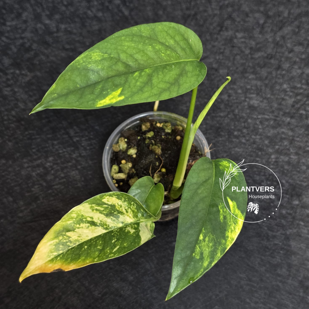 RARE Variegated Epipremnum Pinnatum Albo - Exact SAME Plant - US Seller