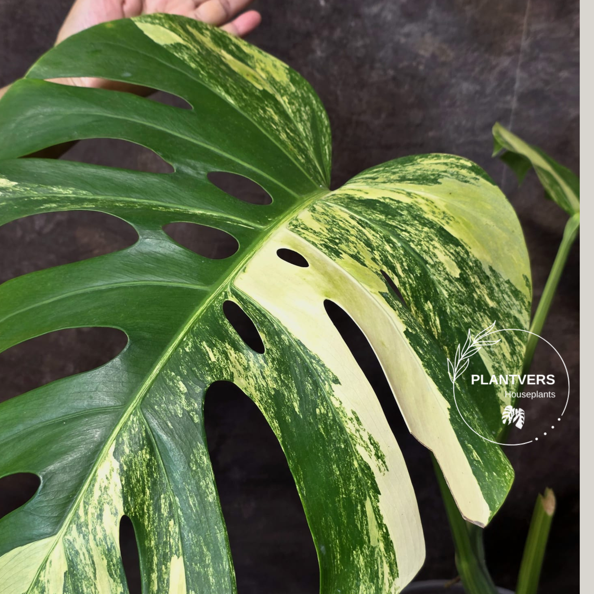 variegated Borsigiana Plant