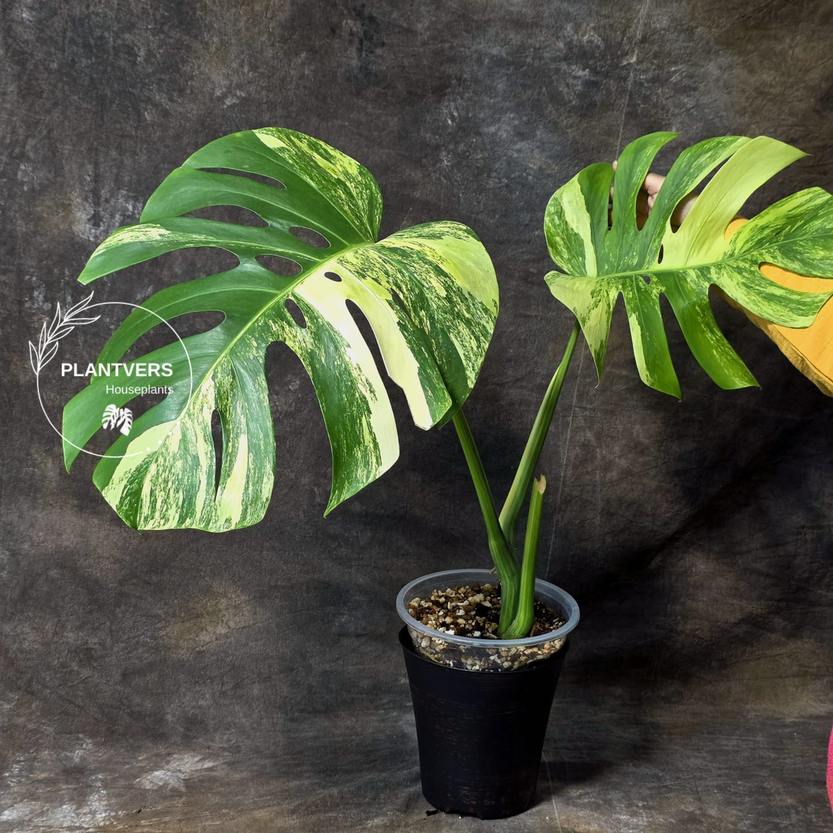 Monstera Aurea Large Leaf Plant