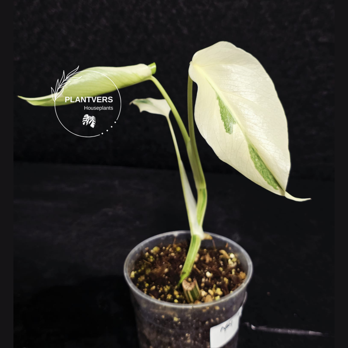 Variegated Monstera Albo - Rare EXACT Plant - (May-17-45)