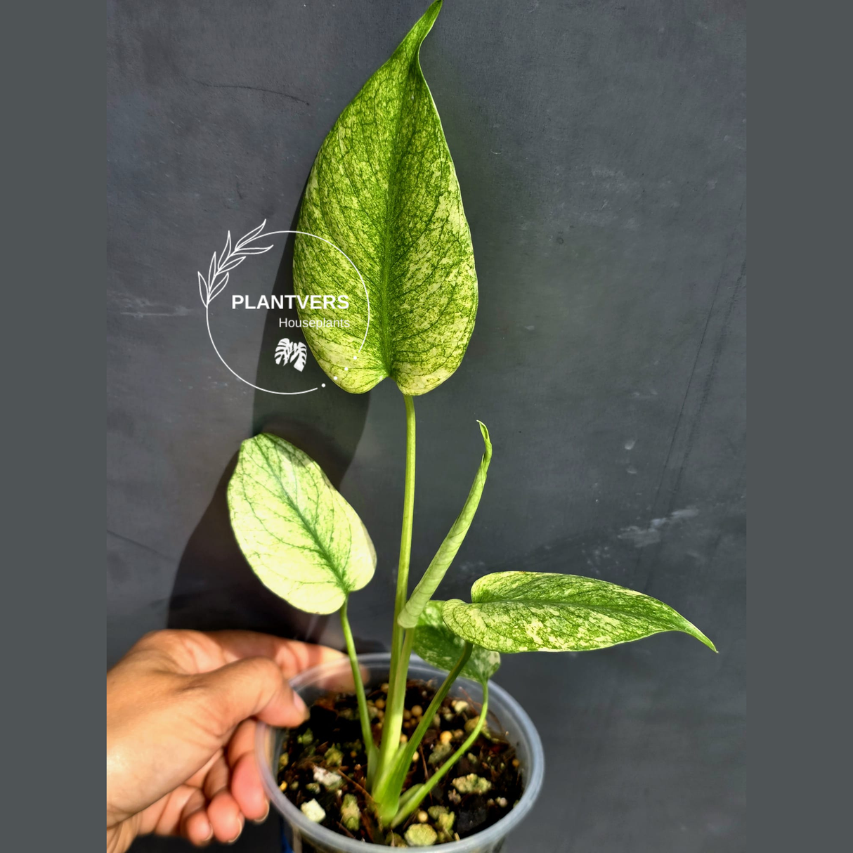 Variegated Monstera Mint Plant - Super Rare EXACT Plant - (May-21-11)
