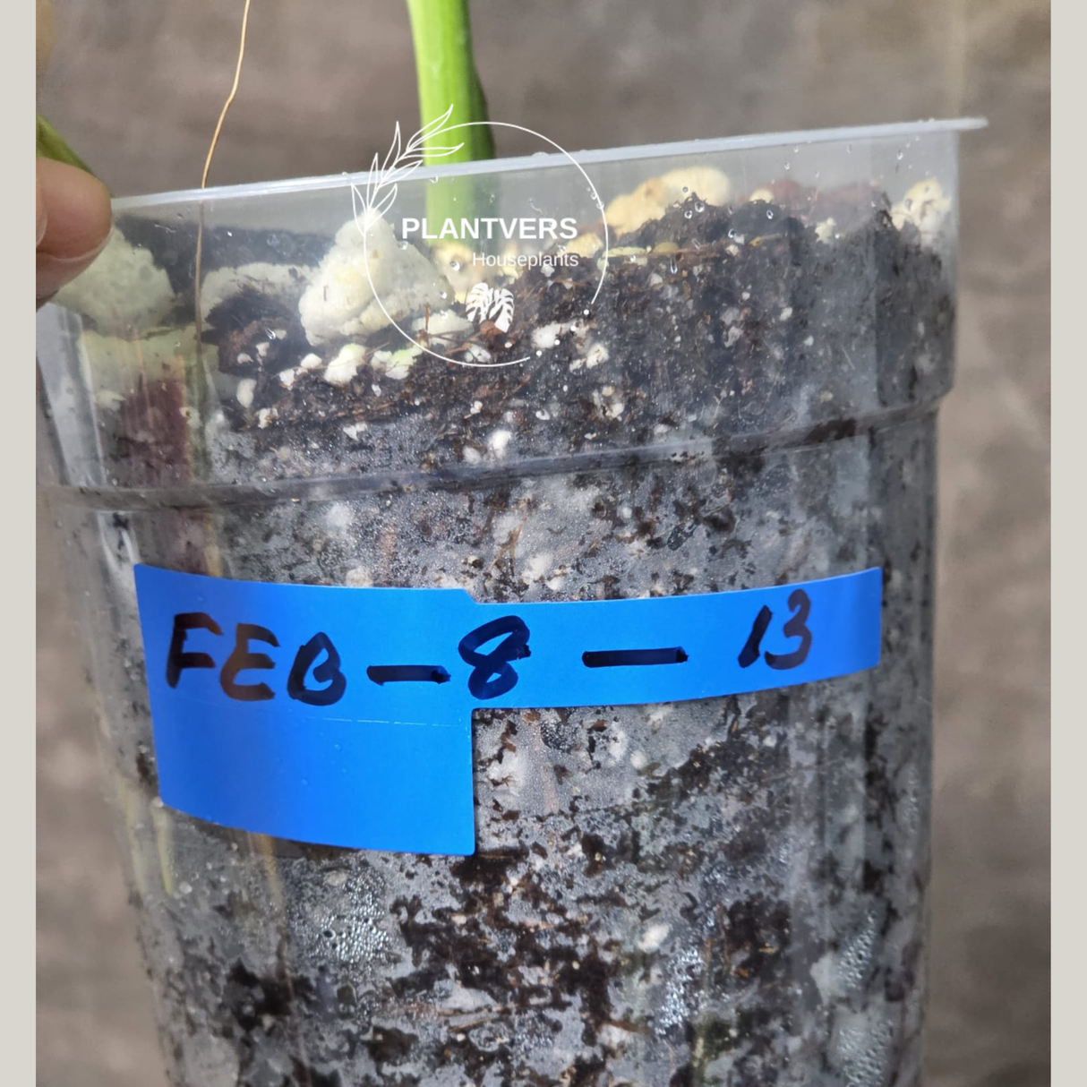 Monstera Aurea Potted Plant