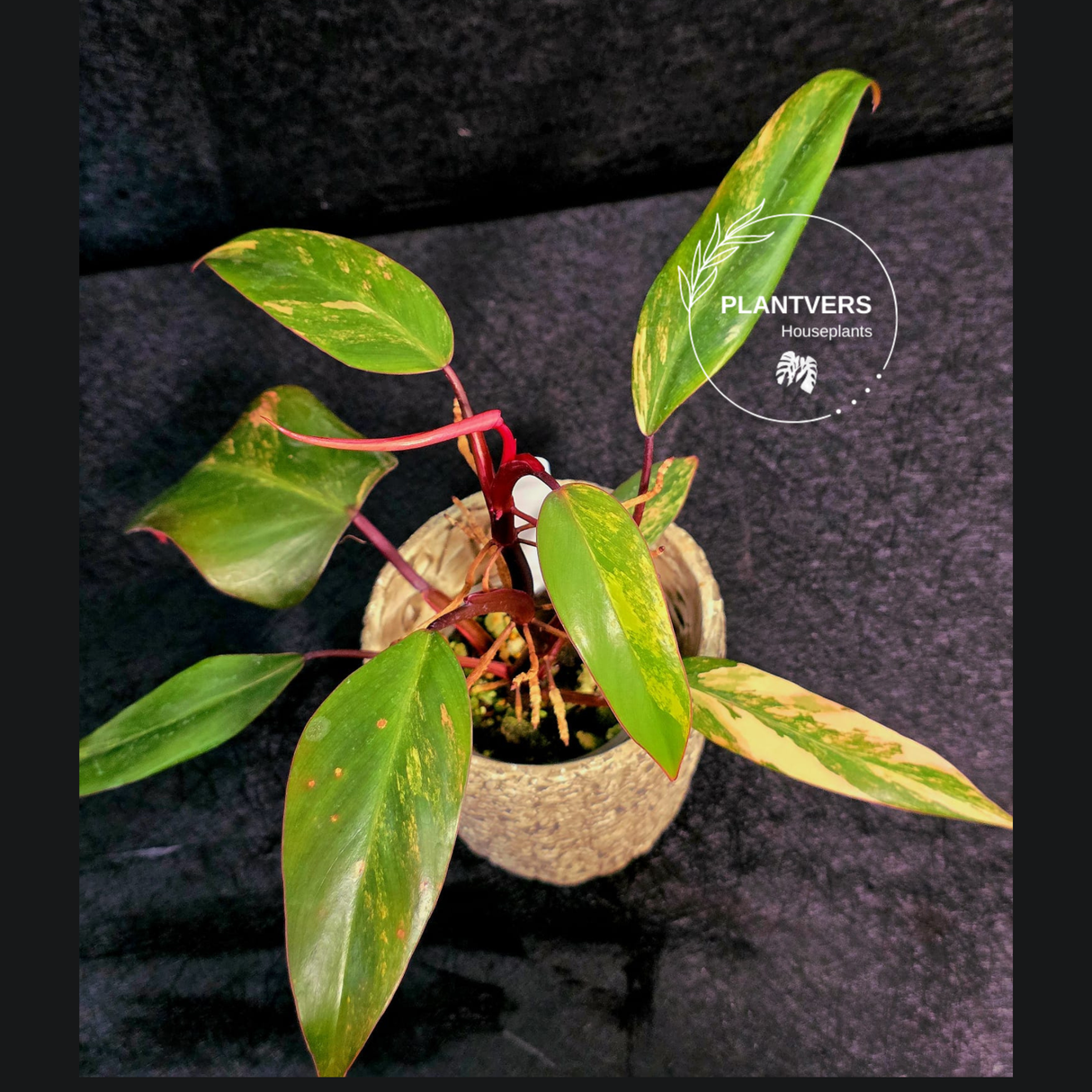 Variegated Philodendron Strawberry Shake - RARE Collector Philodendron Pink Plant - Exact Pot - US seller
