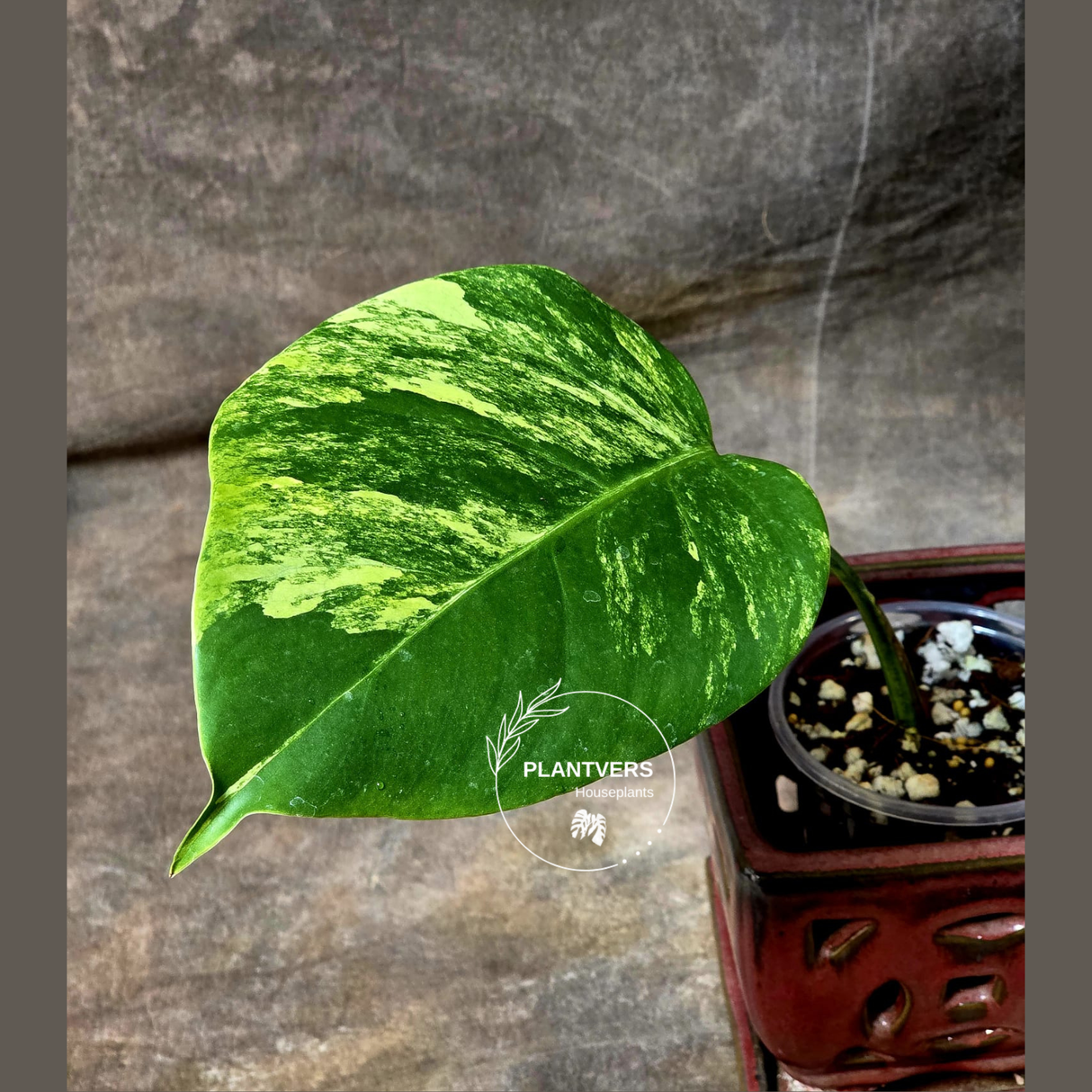 Monstera Aurea Variegated Borsigiana in a Nursery Pot - Monstera Marmota Single Leaf Exact Plant - US Seller