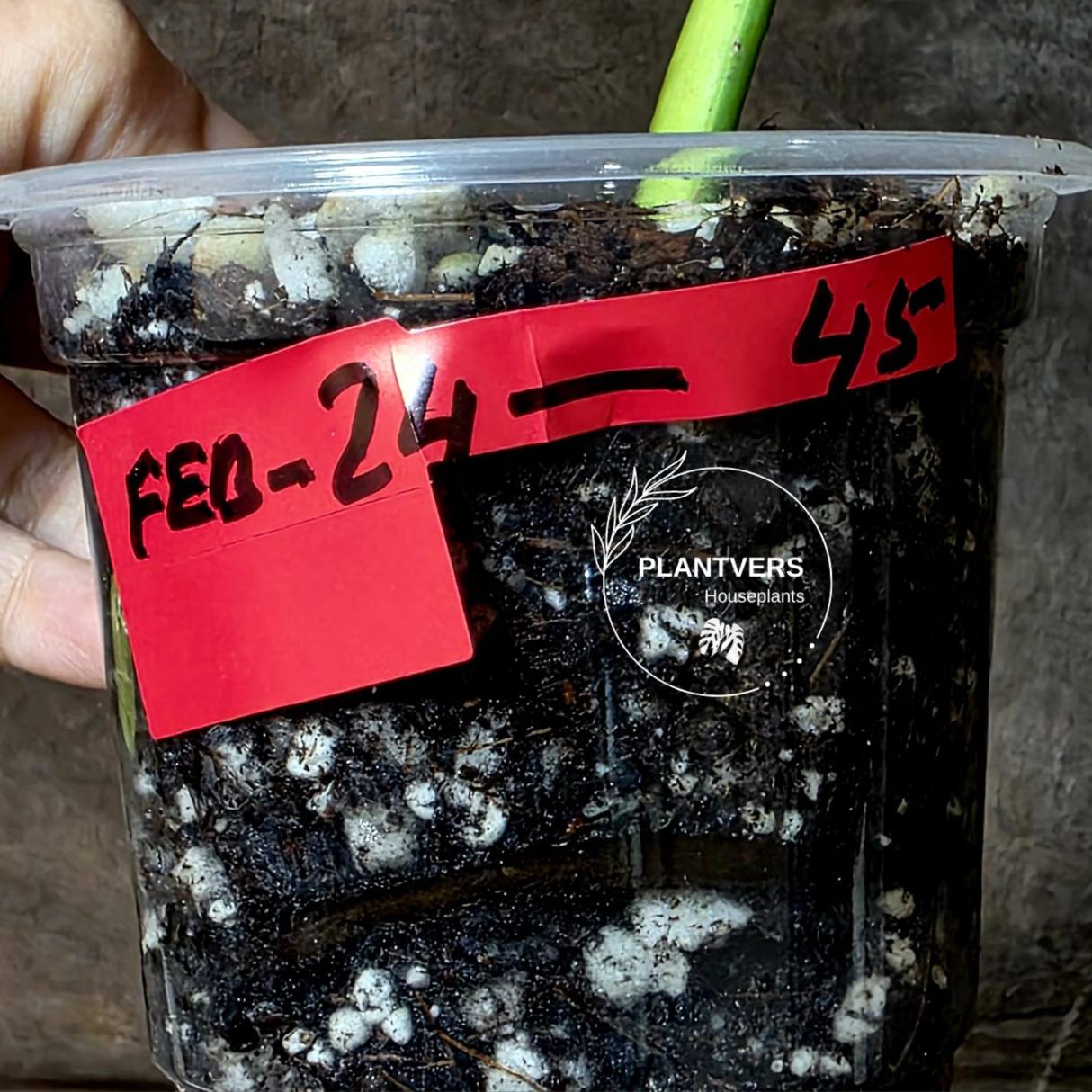 Monstera Aurea Variegated Borsigiana in a Nursery Pot - Monstera Marmota Single Leaf Exact Plant - US Seller
